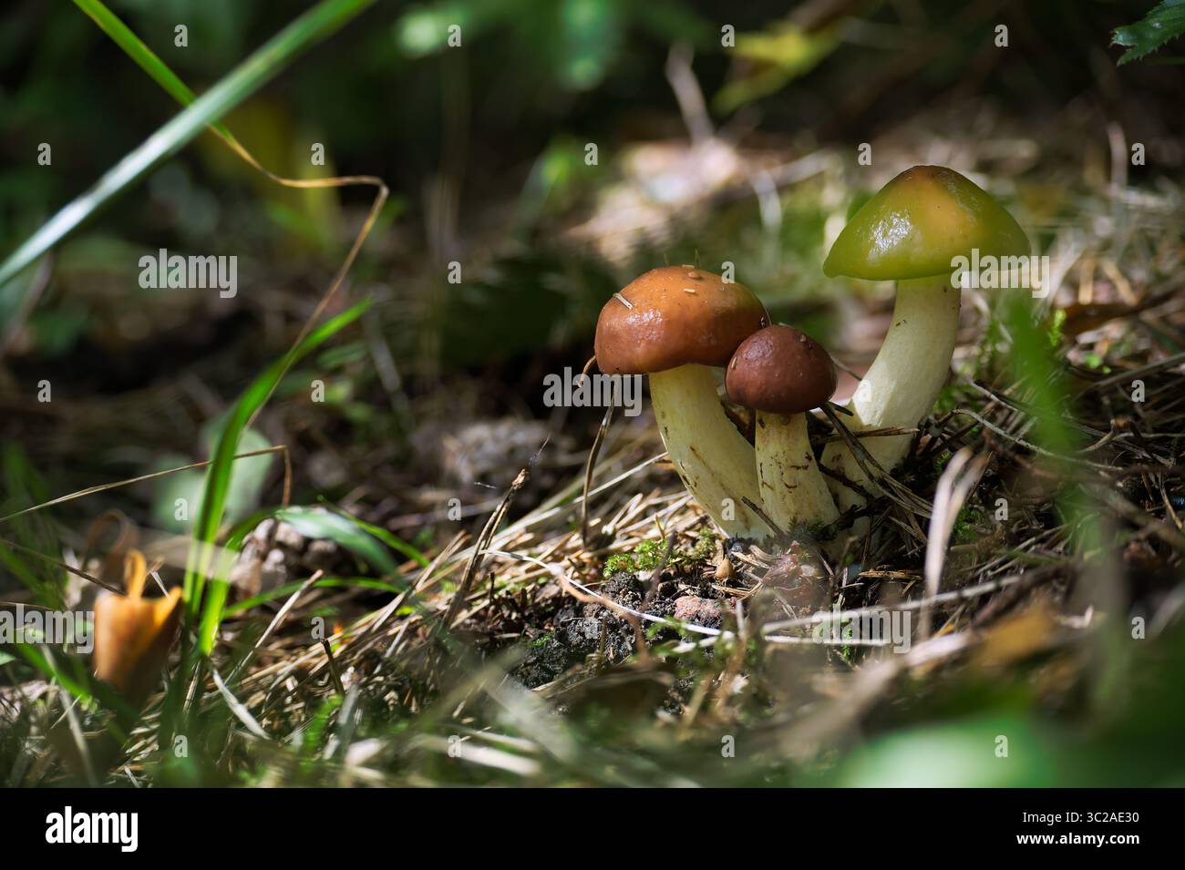Eine Nahaufnahme mehrerer Suillus-Pilze, die in einer Waldlandschaft gedeihen und ihre unverwechselbaren Kappen und Stiele inmitten von natürlichem Laub zeigen. Stockfoto