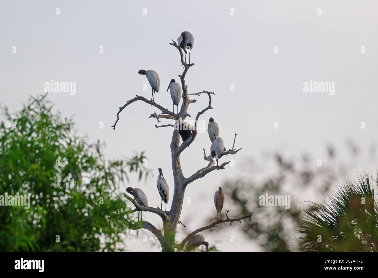 Im Circle B Bar Reserve tummeln sich elf Holzstörche auf verwitterten Zypressengliedmaßen, die im sanften Licht der Morgenröte inmitten der ruhigen Feuchtgebiete Floridas getaucht sind. Stockfoto