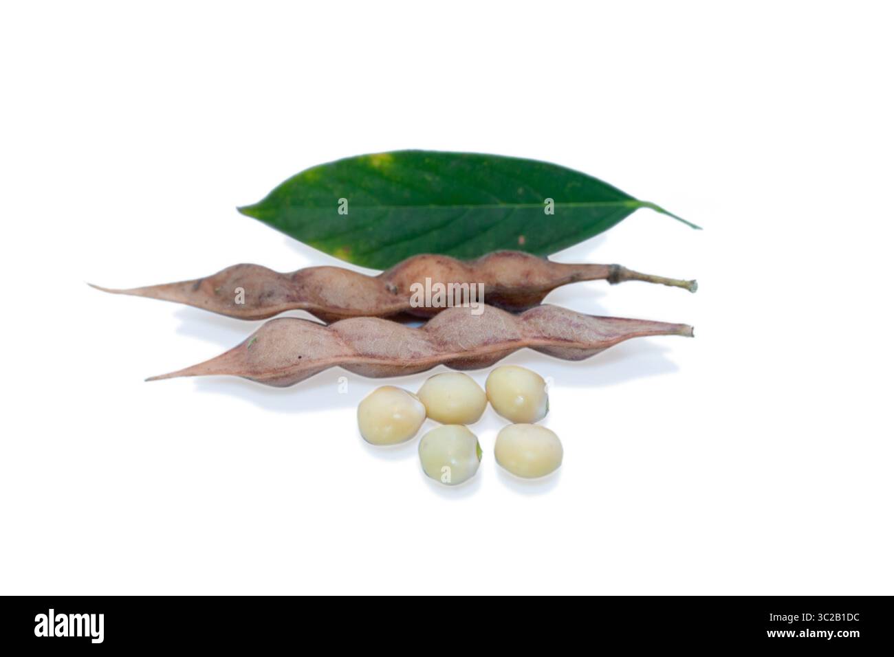 Taubenerbsen-Erntefeld, Taubenerbsen oder Tuvar-Bohnen isoliert auf weißem Hintergrund Stockfoto