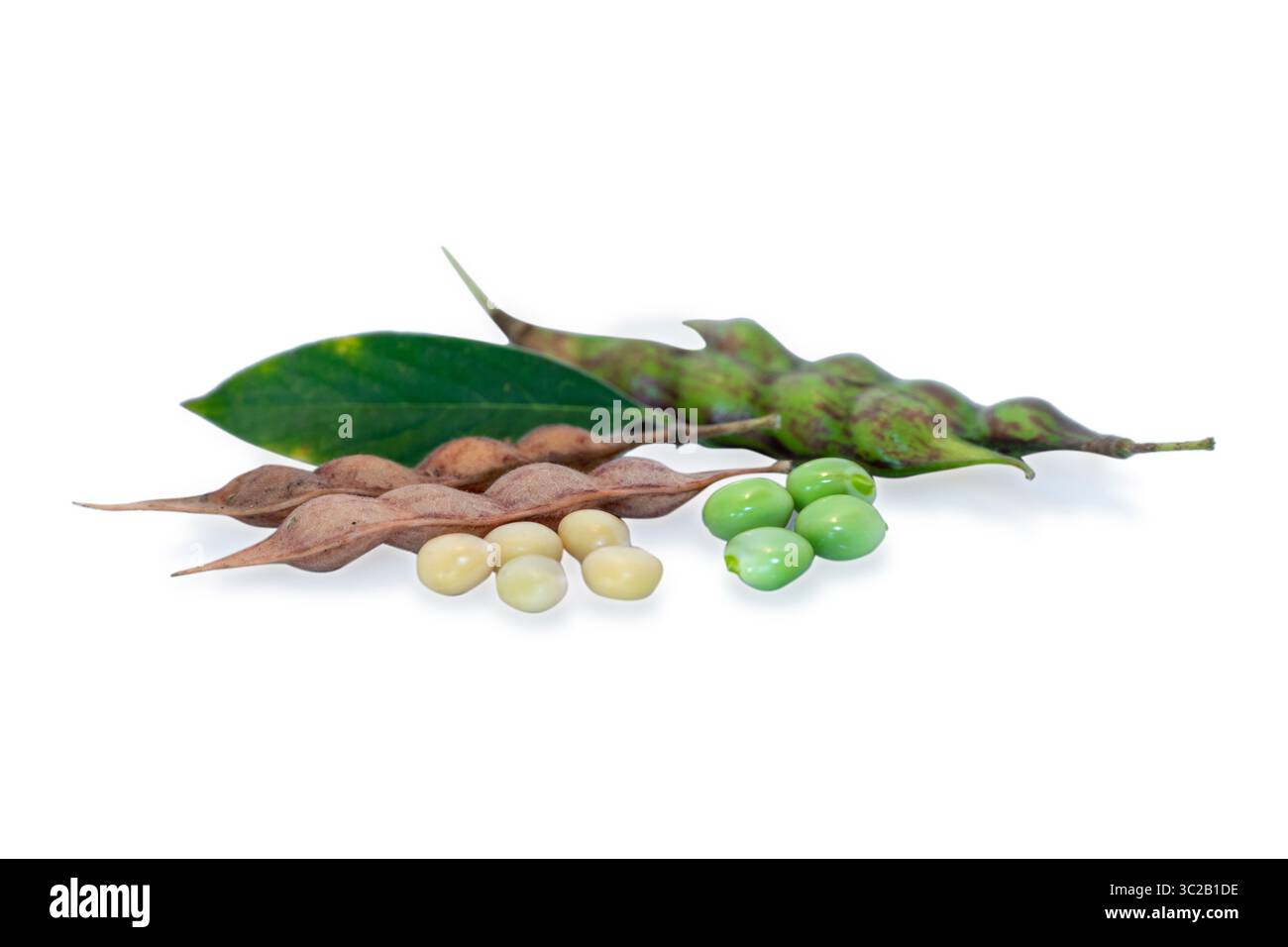 Taubenerbsen-Erntefeld, Taubenerbsen oder Tuvar-Bohnen isoliert auf weißem Hintergrund Stockfoto
