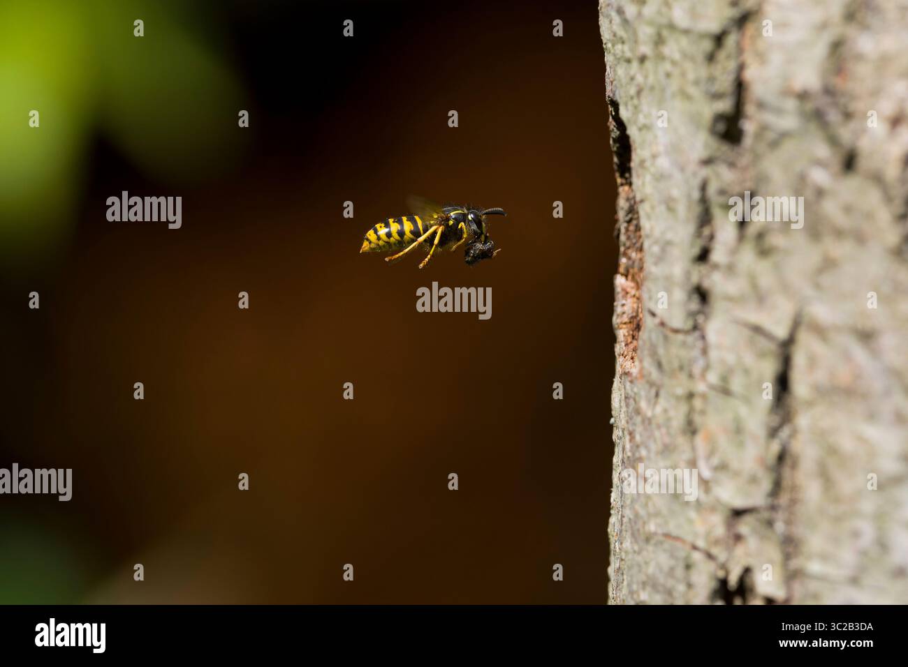 Wespe Vespula vulgaris, Erwachsener fliegt zum Nest im Stamm mit Sektion von Insektenbeute im Mund, Suffolk, England, Juli Stockfoto