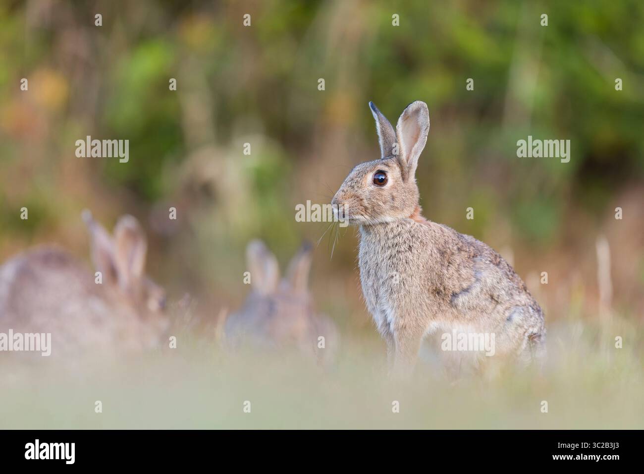 Europäisches Kaninchen Oryctolagus cuniculus, 3 Erwachsene, 1 Alarm, während 2 Futter, Suffolk, England, Juli Stockfoto
