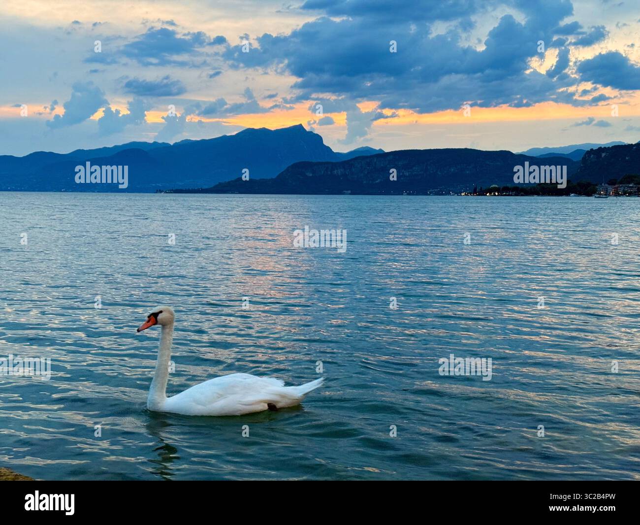 Stummer Schwan am Gardasee bei Bardolino im Abendlicht mit Bergen in der Ferne, Italien Stockfoto