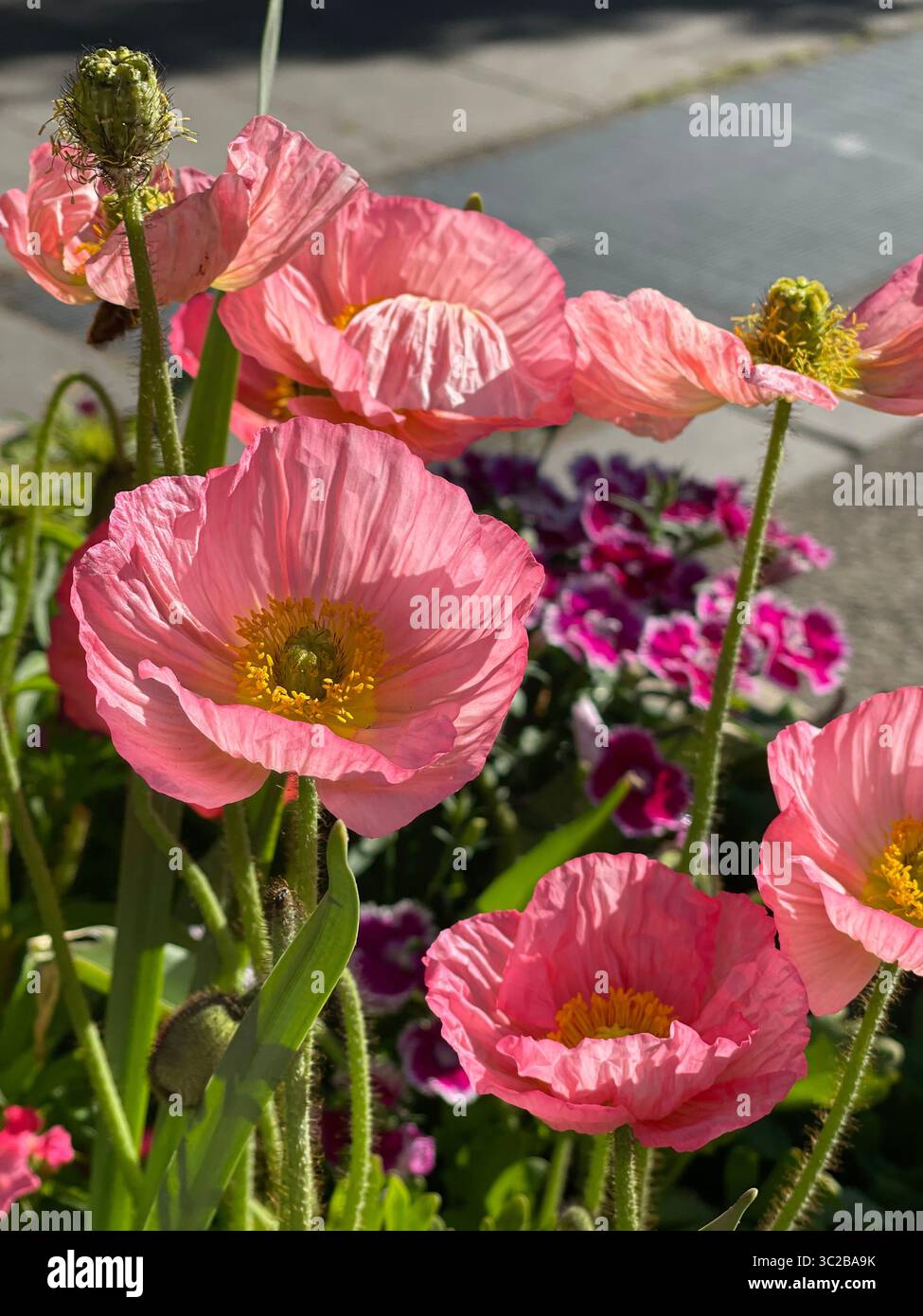 Leuchtend rosa Mohnblumen blühen in einem sonnigen Garten, umgeben von grünen Blättern und anderen Blumen. Das Bild erfasst die empfindliche Textur und Stockfoto