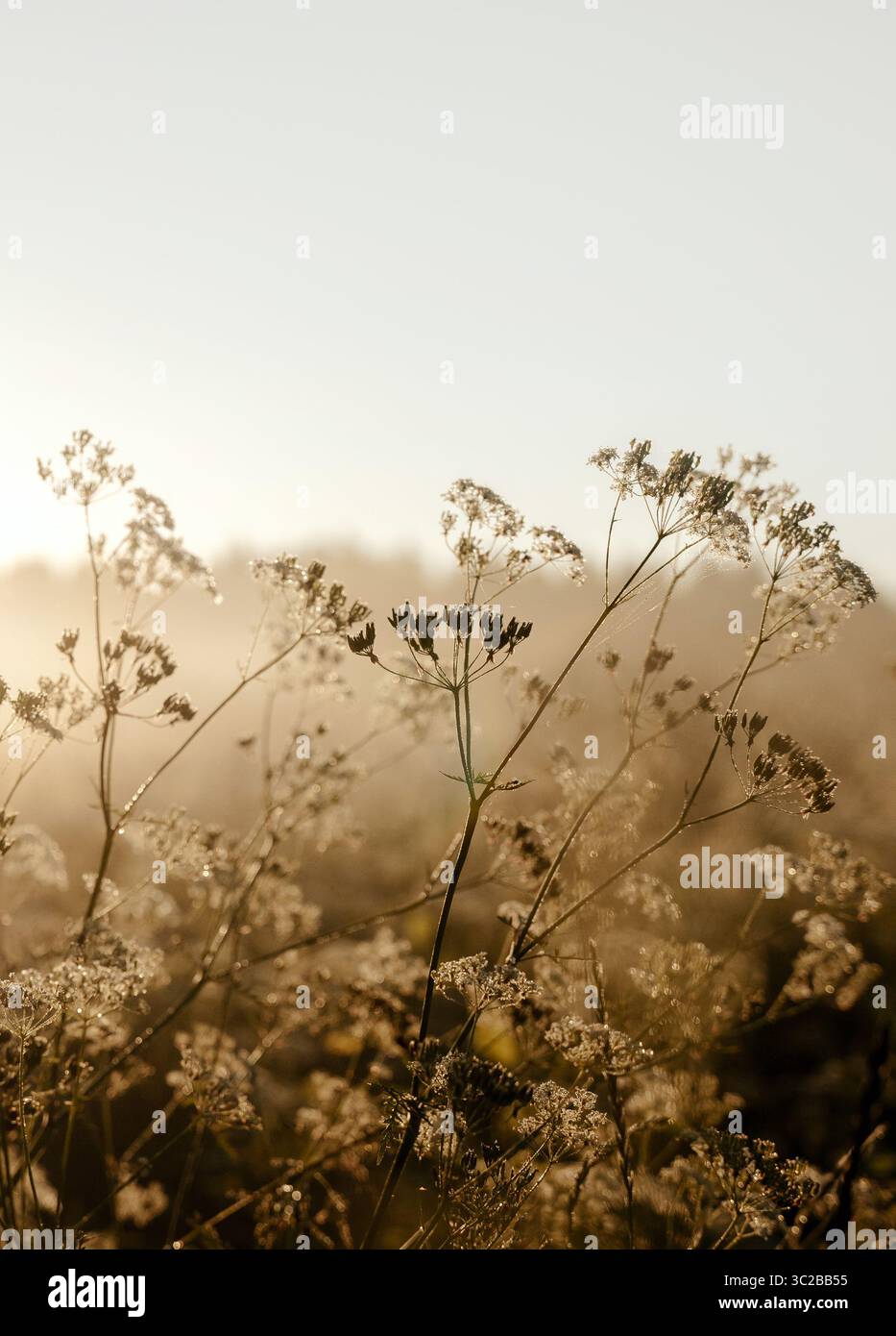 Sonnendurchflutete Wildblumenwiese im Nebel, traumhafter und ästhetischer Natur Hintergrund Stockfoto