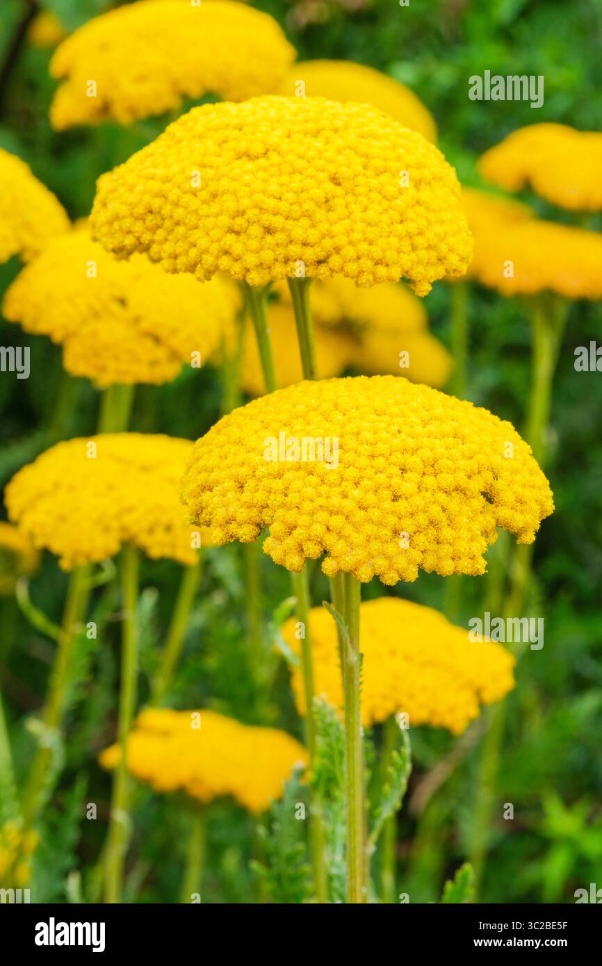 Achillea filipendulina Gold Plate, Schafgarbe Gold Plate, Achillea Gold Plate, große flache Köpfe aus kleinen, goldgelben Blüten Stockfoto