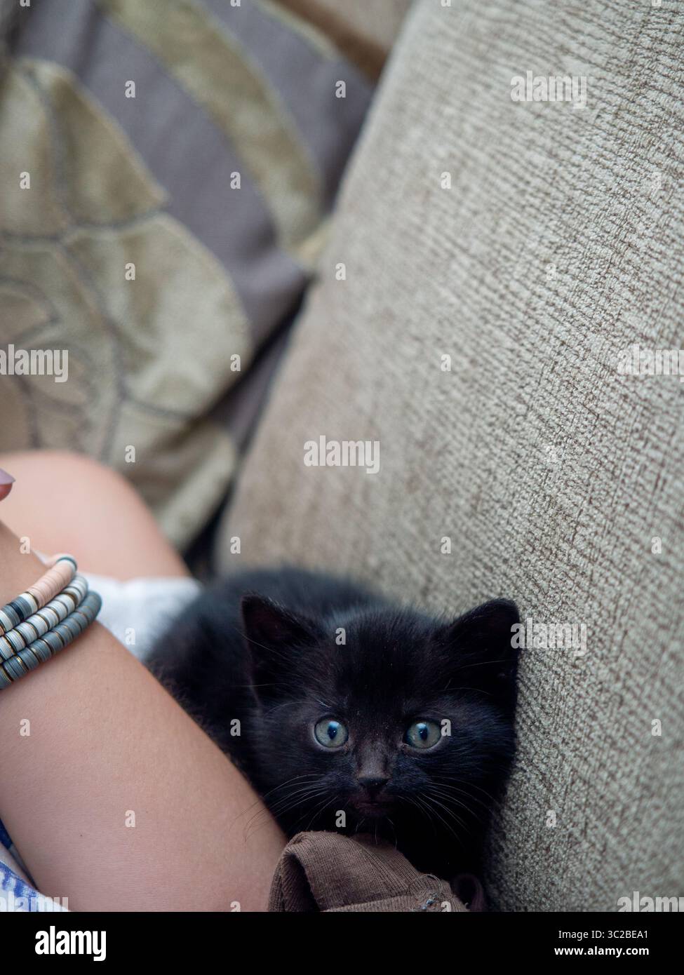 Schwarzes Kätzchen, das auf dem Arm einer Person neben einer beigefarbenen Couch liegt Stockfoto