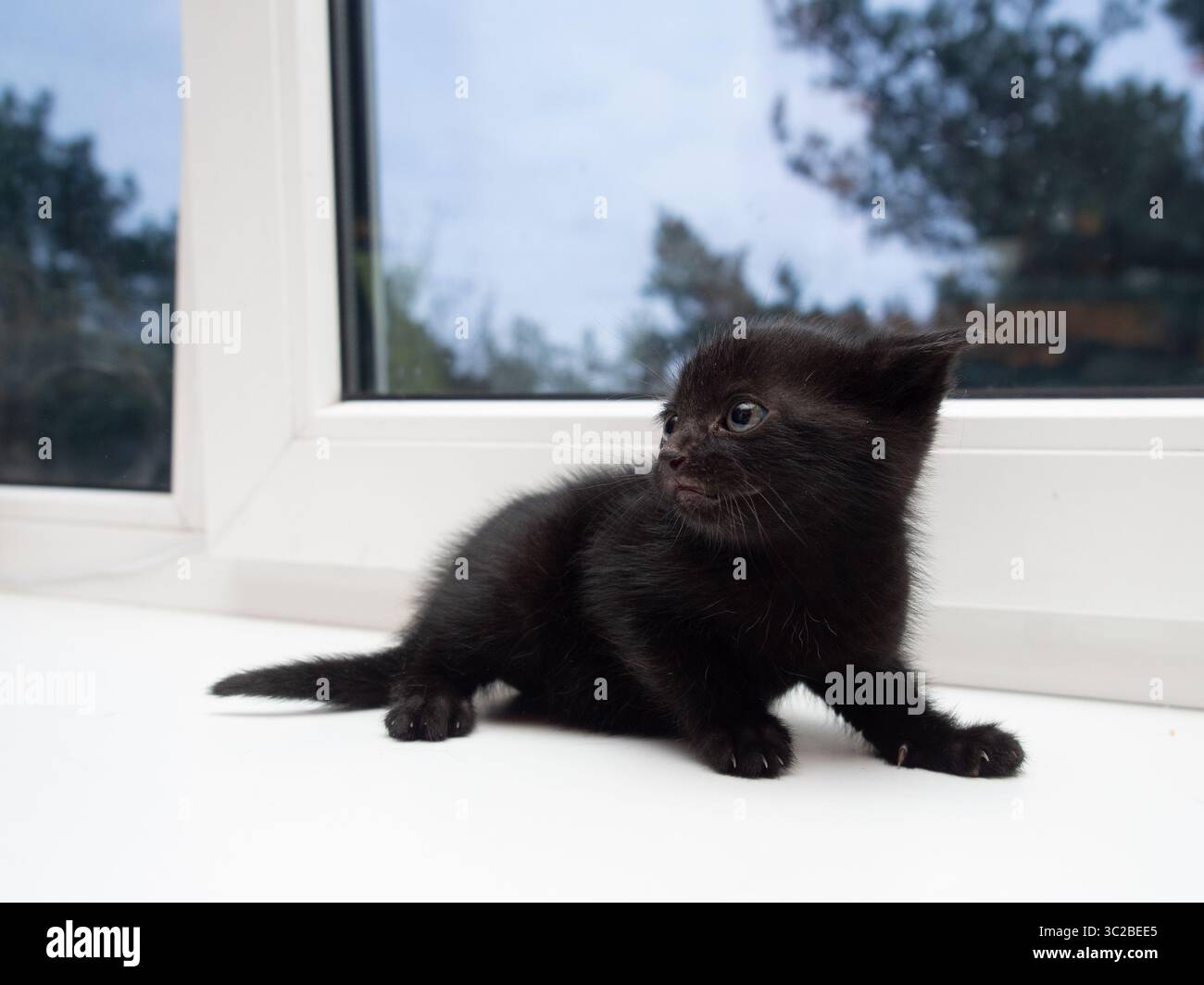 Schwarzes Kätzchen sitzt gespannt auf einer weißen Oberfläche und starrt mit einem ängstlichen Ausdruck zum Fenster Stockfoto