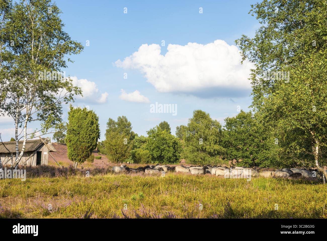 Glockenheidekraut (Ovis gmelini aries), auch bekannt als Lüneburger Heidschnucken, Herde in Heidelandschaft, blauer Himmel, weiße Wolken, lila blühende Heidekraut Stockfoto