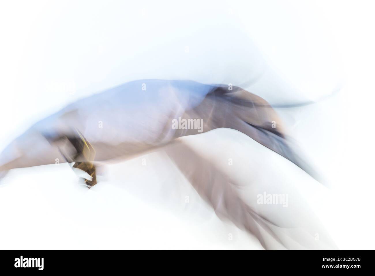 Nördlicher Tölpel (Morus bassanus) (Synonym: Sula bassana) mit gespreizten Flügeln, Nahanflug, flatternde Flügel, künstlerische Langzeitbelichtung, weich, b Stockfoto