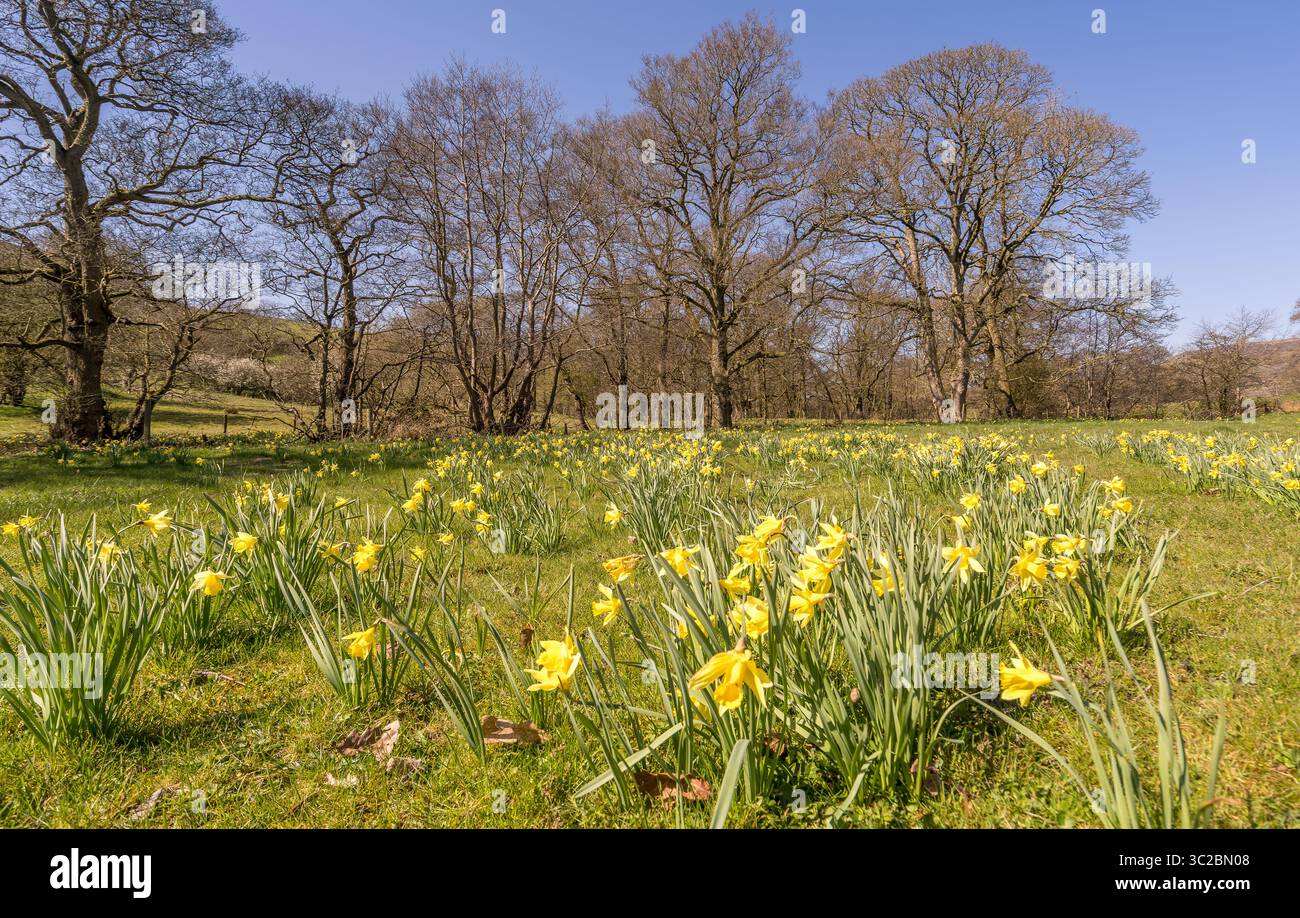 Wilde Narzissen bedecken die Felder rund um den River Dove, Teil des berühmten Farndale Narzissen Walks. Stockfoto