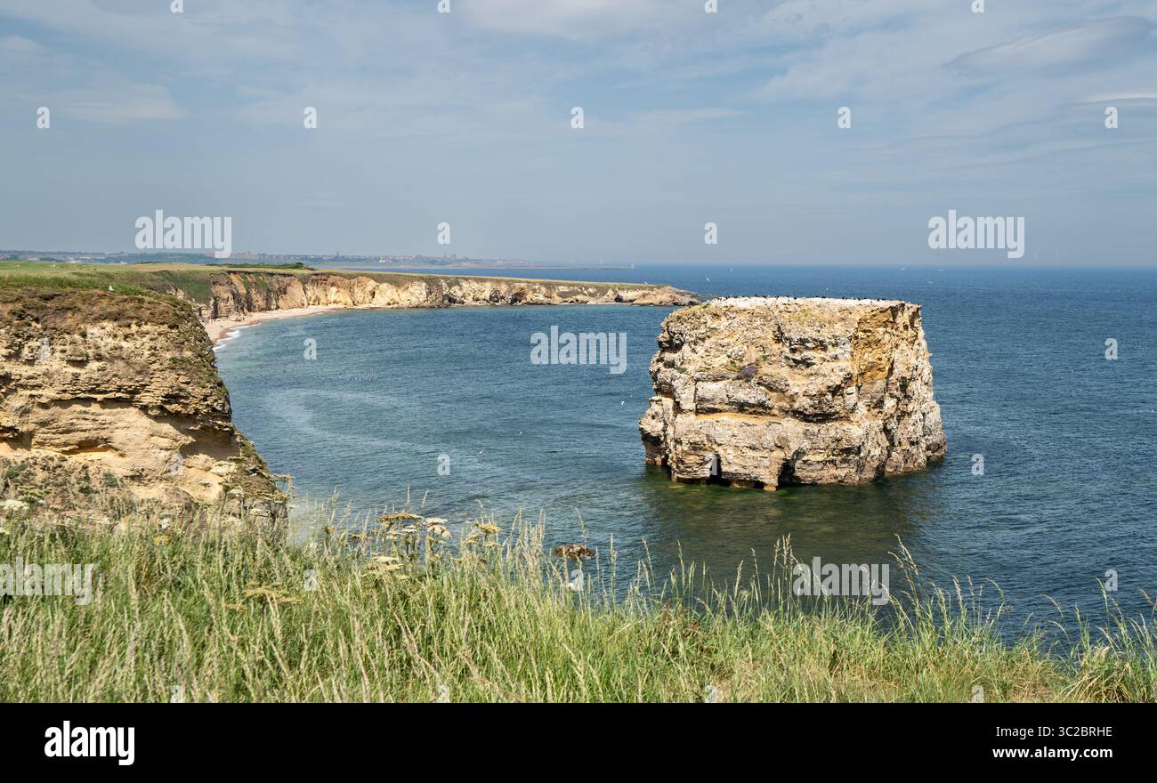 Der Marsden Rock ist ein großer Küstenstreifen in der Nähe von Sunderland. Bei Flut ist es eine Insel. Es ist die Heimat einer großen Kolonie von Seevögeln. Stockfoto