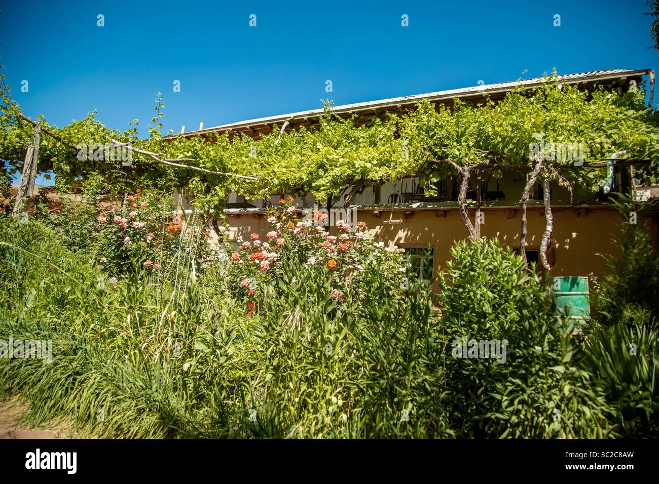 Die Traubenlaube vor dem Haus im Innenhof und viele bunte Rosen wachsen davor. Stockfoto