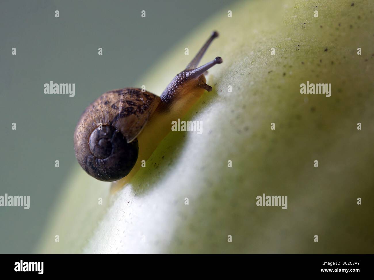 Kleine Schnecke auf Weintraube Stockfoto