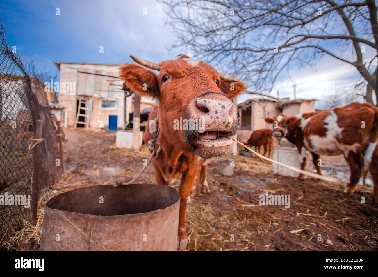 Die glückliche Kuh hat ihr Futter bekommen. Stockfoto