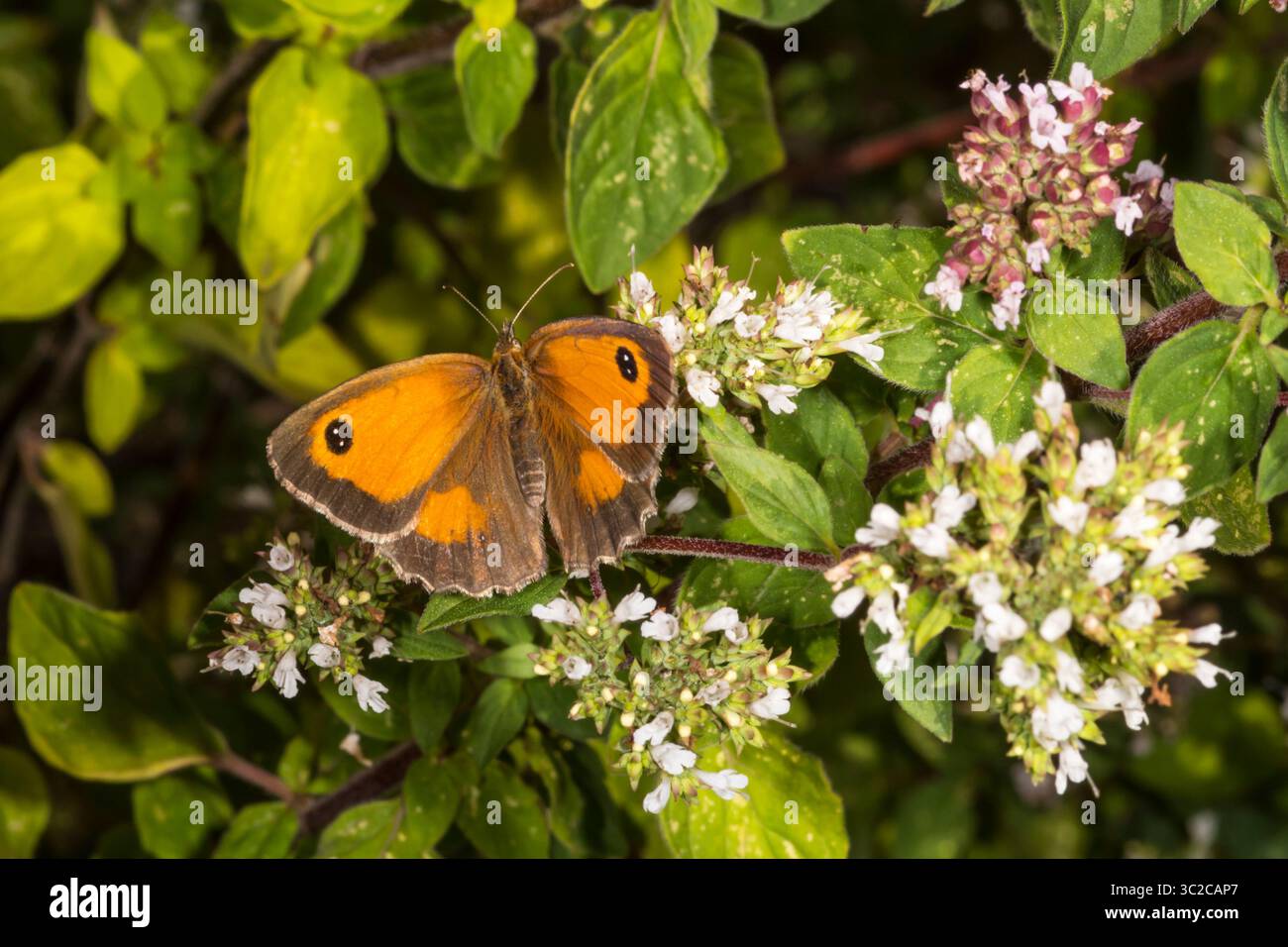 Torwächter oder Hecke brauner Schmetterling, Pyronia tithonus, auf einer Oregano-Pflanze in einem Norfolk-Garten. Stockfoto