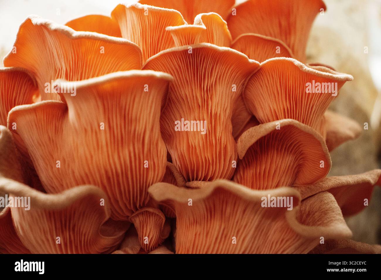 Nahaufnahme des pinken Austernpilzes (Pleurotus djamor) Stockfoto