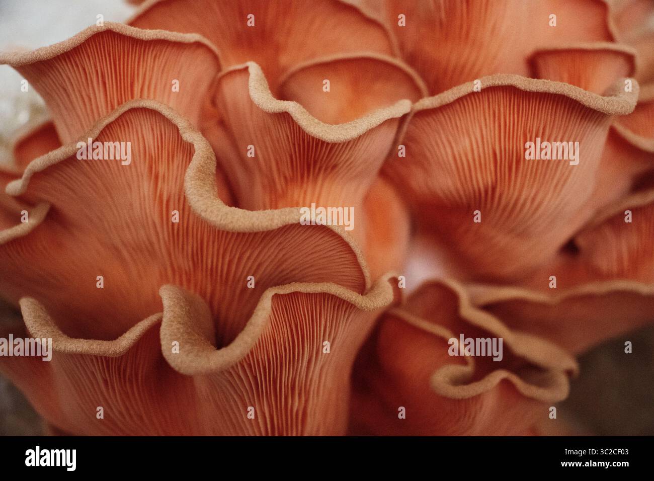Nahaufnahme des pinken Austernpilzes (Pleurotus djamor) Stockfoto