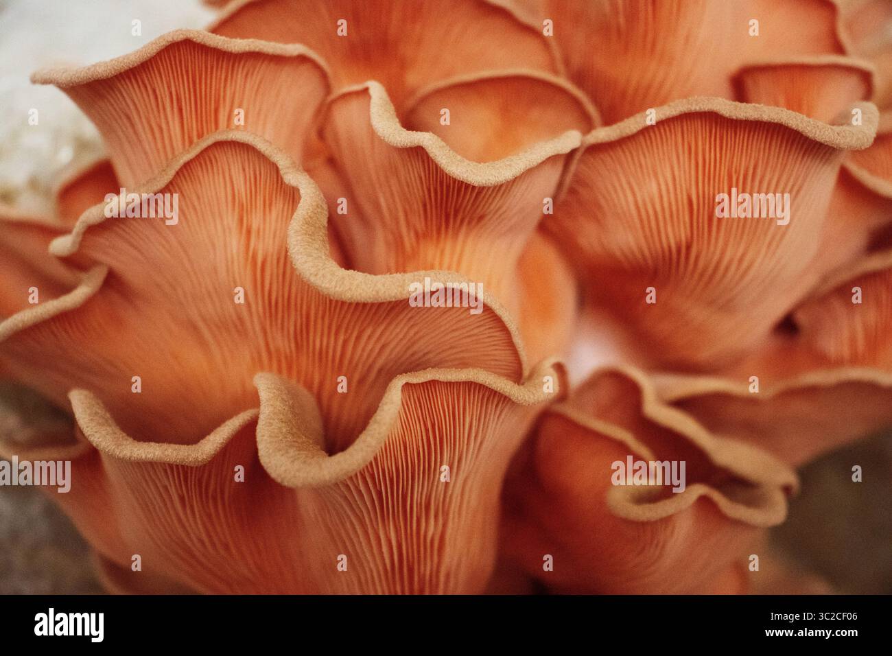Nahaufnahme des pinken Austernpilzes (Pleurotus djamor) Stockfoto