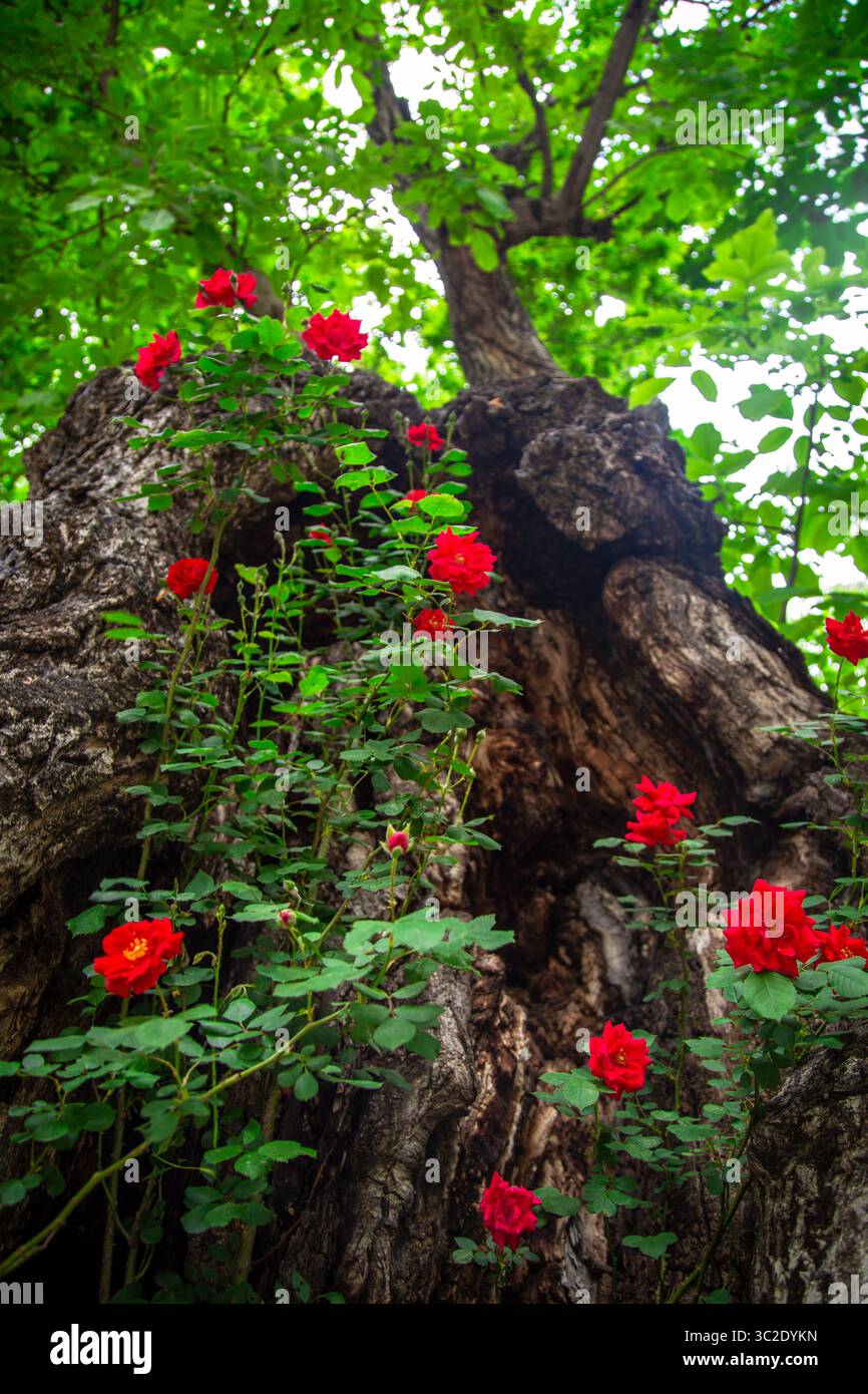 Die Rosen wachsen im Maulbeerbaum. Stockfoto