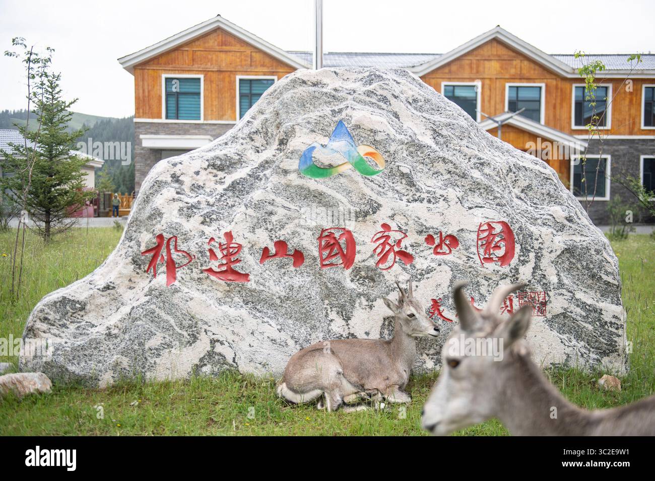 (250724) -- QILIAN, 24. Juli 2025 (Xinhua) -- zwei gerettete Bharale ruhen in der Wildlife Rehabilitation and Breeding Station im Qilian Mountain National Park in der nordwestlichen chinesischen Provinz Qinghai, 23. Juli 2025. Die Rehabilitations- und Zuchtstation für Wildtiere befindet sich auf einer Höhe von fast 3.000 Metern am Fuße des Qilian-Gebirges. Die Station ist hauptsächlich für die Rettung von Wildtieren, die Überwachung der Bevölkerung, die Verfolgung nach der Freisetzung, die öffentliche Bildung und das naturbasierte Lernen zuständig. Bis heute hat die Station 211 Tiere auf 36 Arten gerettet und geschützt, darunter Schneeleopard, chinesische Dese Stockfoto