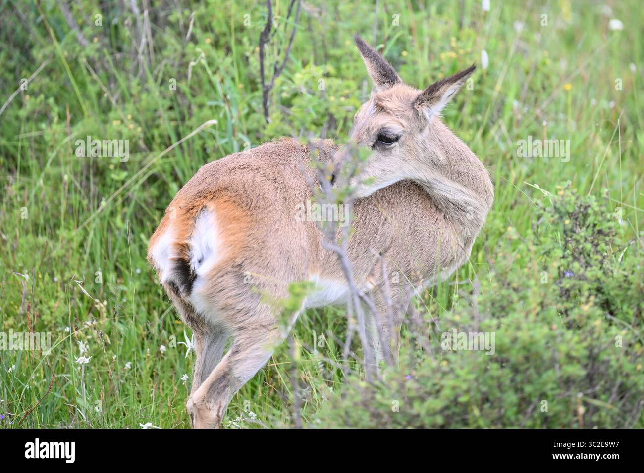 (250724) -- QILIAN, 24. Juli 2025 (Xinhua) -- Eine gerettete tibetische Gazelle wird in der Wildlife Rehabilitation and Breeding Station im Qilian Mountain National Park in der nordwestchinesischen Provinz Qinghai gesehen, 23. Juli 2025. Die Rehabilitations- und Zuchtstation für Wildtiere befindet sich auf einer Höhe von fast 3.000 Metern am Fuße des Qilian-Gebirges. Die Station ist hauptsächlich für die Rettung von Wildtieren, die Überwachung der Bevölkerung, die Verfolgung nach der Freisetzung, die öffentliche Bildung und das naturbasierte Lernen zuständig. Bis heute hat die Station 211 Tiere auf 36 Arten gerettet und geschützt, darunter auch der Schneeleopard Chi Stockfoto