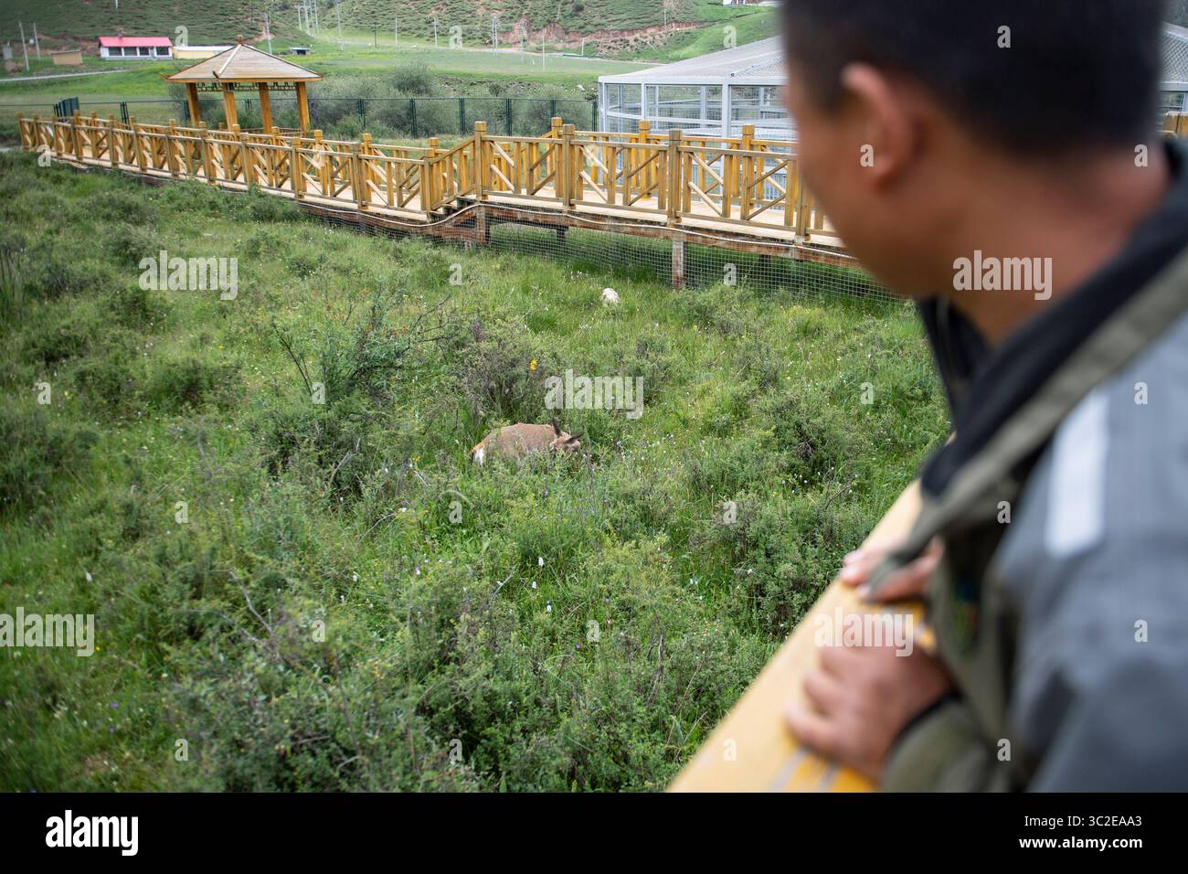 (250724) -- QILIAN, 24. Juli 2025 (Xinhua) -- Ein Mitarbeiter überprüft den Status einer geretteten tibetischen Gazelle in der Wildlife Rehabilitation and Breeding Station im Qilian Mountain National Park in der nordwestchinesischen Provinz Qinghai, 23. Juli 2025. Die Rehabilitations- und Zuchtstation für Wildtiere befindet sich auf einer Höhe von fast 3.000 Metern am Fuße des Qilian-Gebirges. Die Station ist hauptsächlich für die Rettung von Wildtieren, die Überwachung der Bevölkerung, die Verfolgung nach der Freisetzung, die öffentliche Bildung und das naturbasierte Lernen zuständig. Bis heute hat die Station 211 Tiere von 36 Arten gerettet und geschützt. Stockfoto