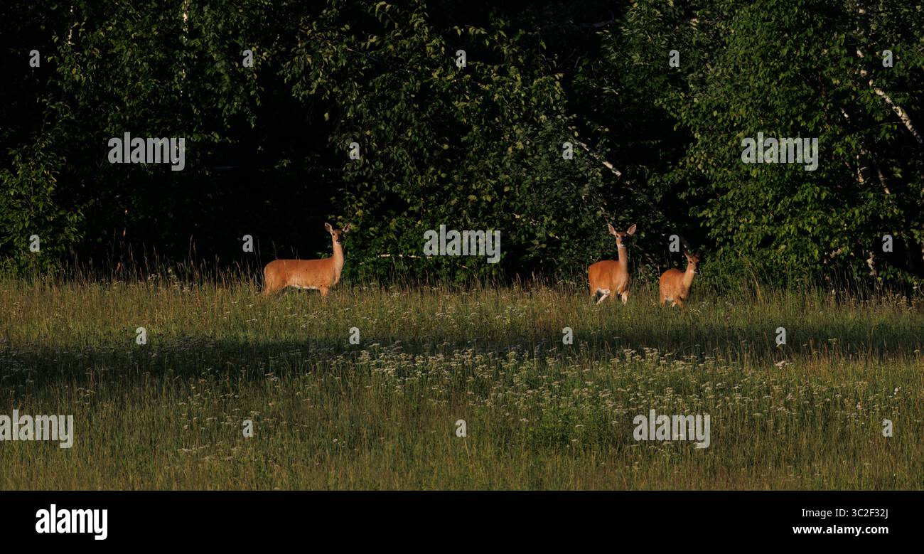 Weißschwanz macht es an einem Julimorgen im Norden von Wisconsin. Stockfoto