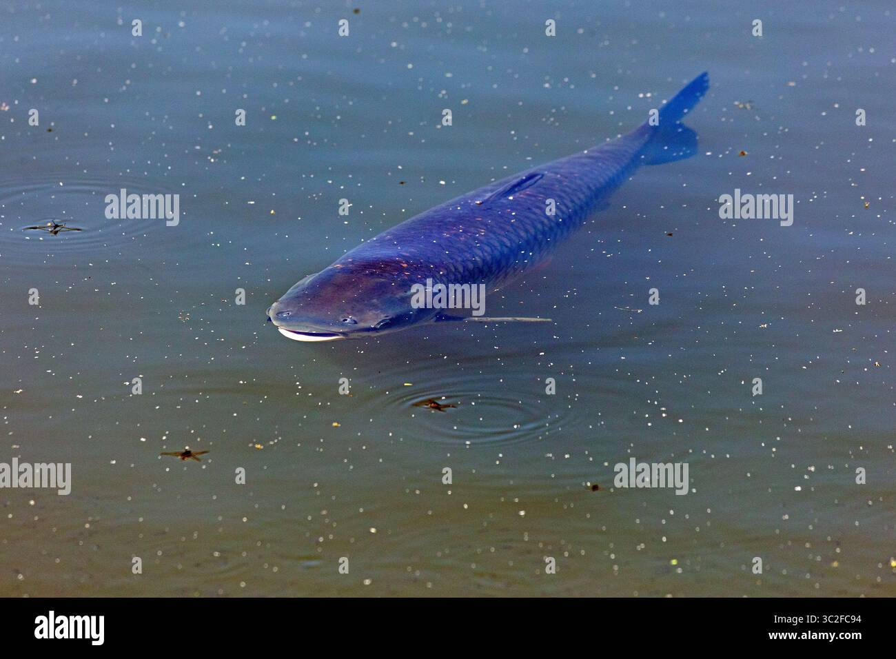 Wels, Fischteich, Fischerland Boek, Mecklenburgische Seen, Mecklenburg-Vorpommern, Deutschland Stockfoto
