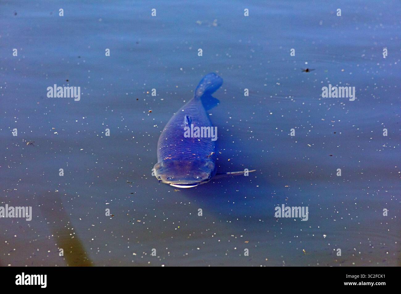 Wels, Fischteich, Fischerland Boek, Mecklenburgische Seen, Mecklenburg-Vorpommern, Deutschland Stockfoto