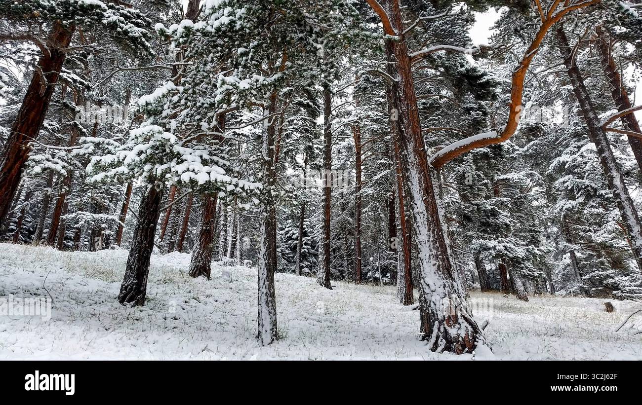 Schneebedeckte Tannen inmitten eines dichten Bergwaldes an einem stillen, kalten Wintertag. Die Atmosphäre ist ruhig und grau und fängt das unberührte ein Stockfoto