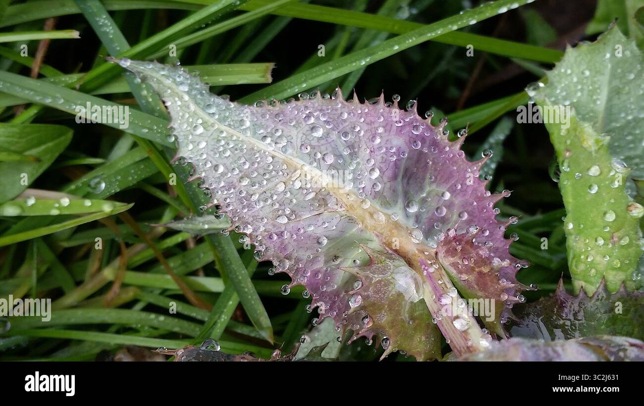 Nahaufnahme eines sanften rosafarbenen Leaf mit Hintergrundbeleuchtung und kristallklaren Regentropfen Stockfoto
