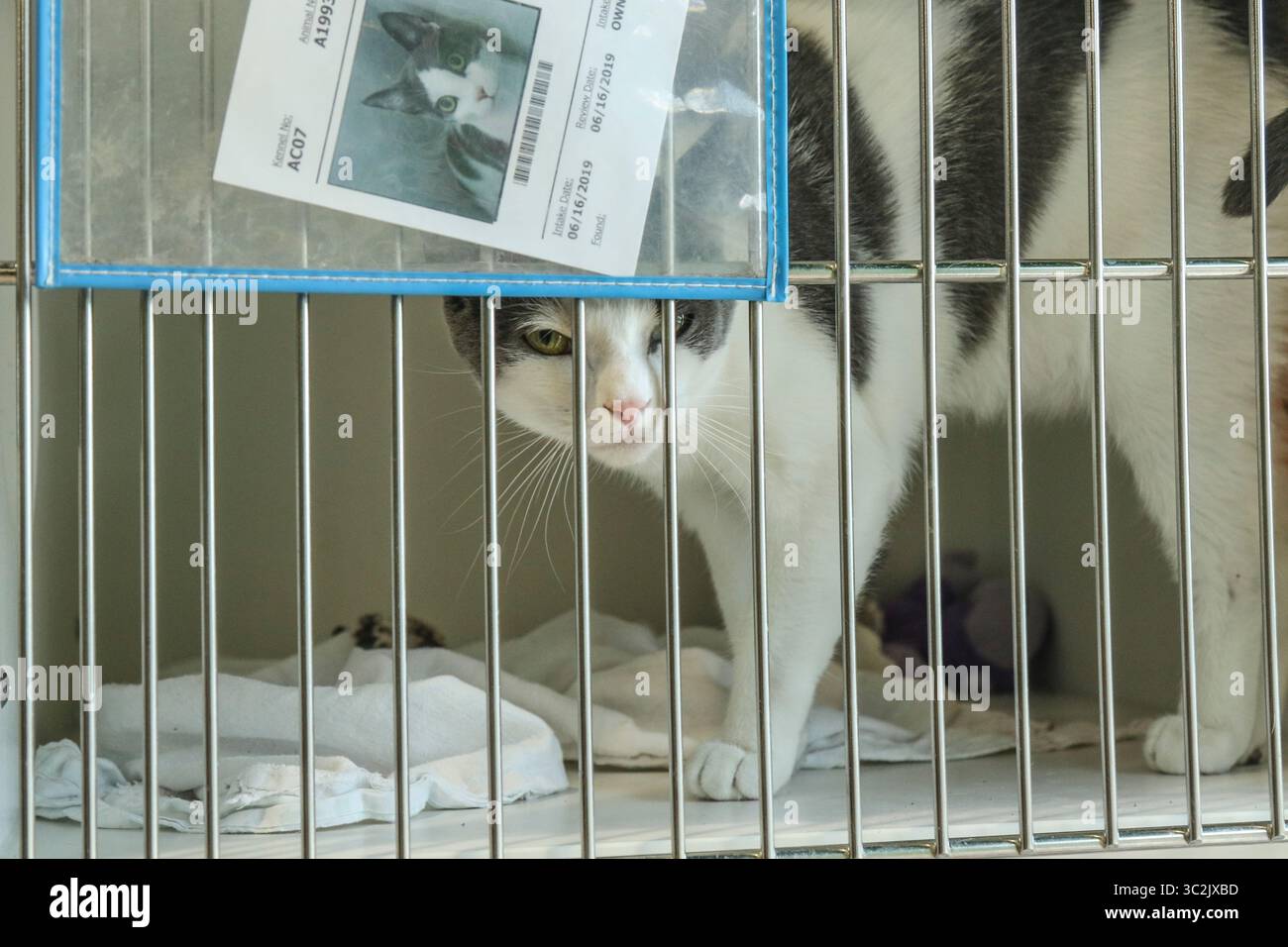 28. Juni 2019 - Tampa, Florida, USA - Sunshine, ein 10 Monate altes Kätzchen, reibt sich am Freitag, den 28. Juni 2019 in Tampa im Hillsborough County PET Resource Center gegen ihren Käfig. Ab nächster Woche wird Hillsborough County den Menschen erlauben, ein-, zwei- oder dreijährige Haustiermarken zu erhalten und Gebühren für die Adoption von Hunden und Katzen im PET Resource Center zu erlassen. Angesichts der Anzahl der Tiere im Zentrum ist Hillsborough bemüht, Adoptionen zu fördern. (Bild: © Angelique Herring/Tampa Bay Times via ZUMA Wire) Stockfoto