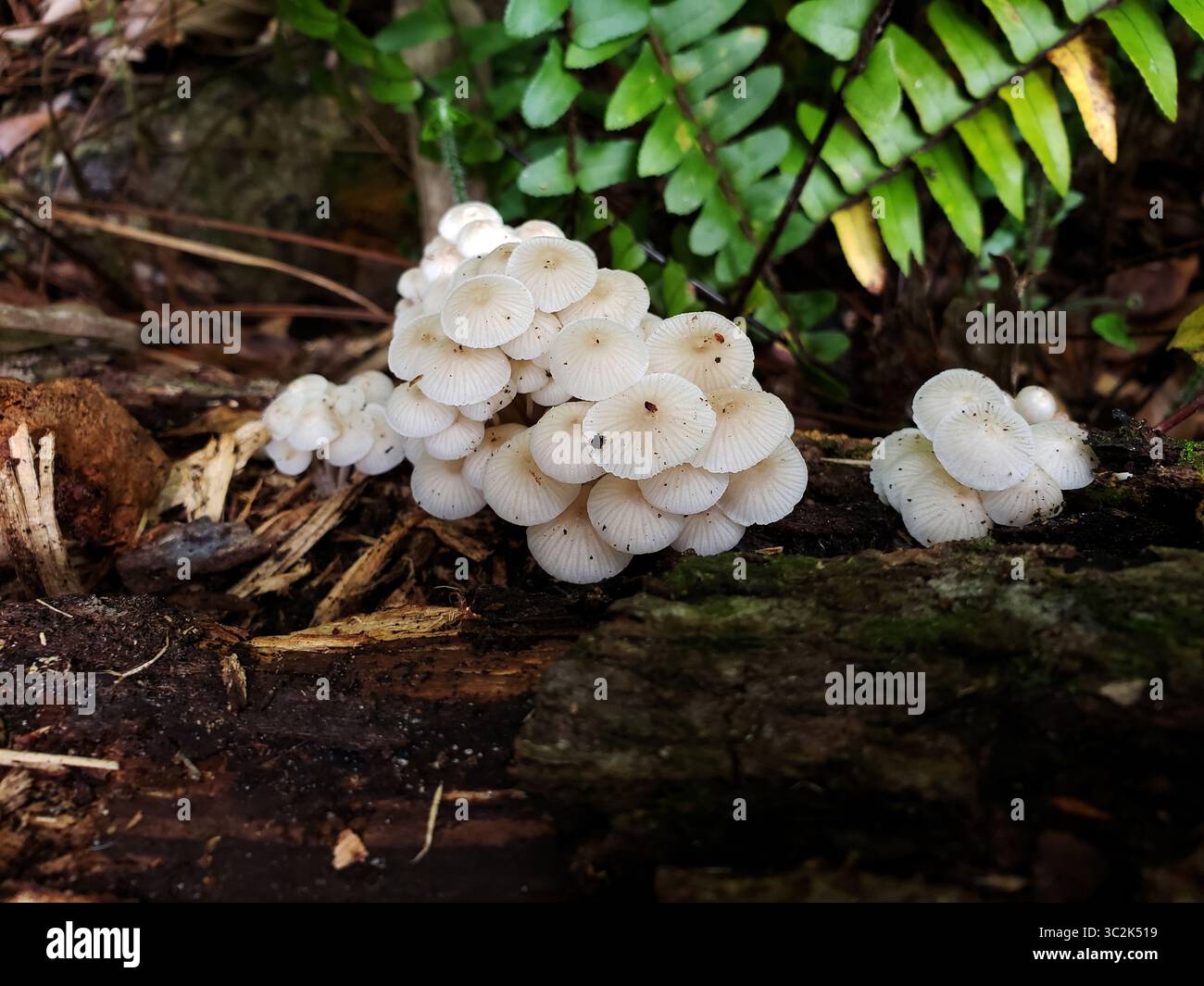 Kleine weiße Cluster auf totem Stamm. Die Kappen sind von einer mittleren Vertiefung aus gestreift. Stockfoto
