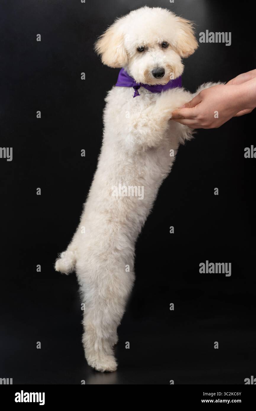 Niedlicher weißer Pudel Hundestand, der menschliche Hände isoliert auf schwarzem Hintergrund hält Stockfoto