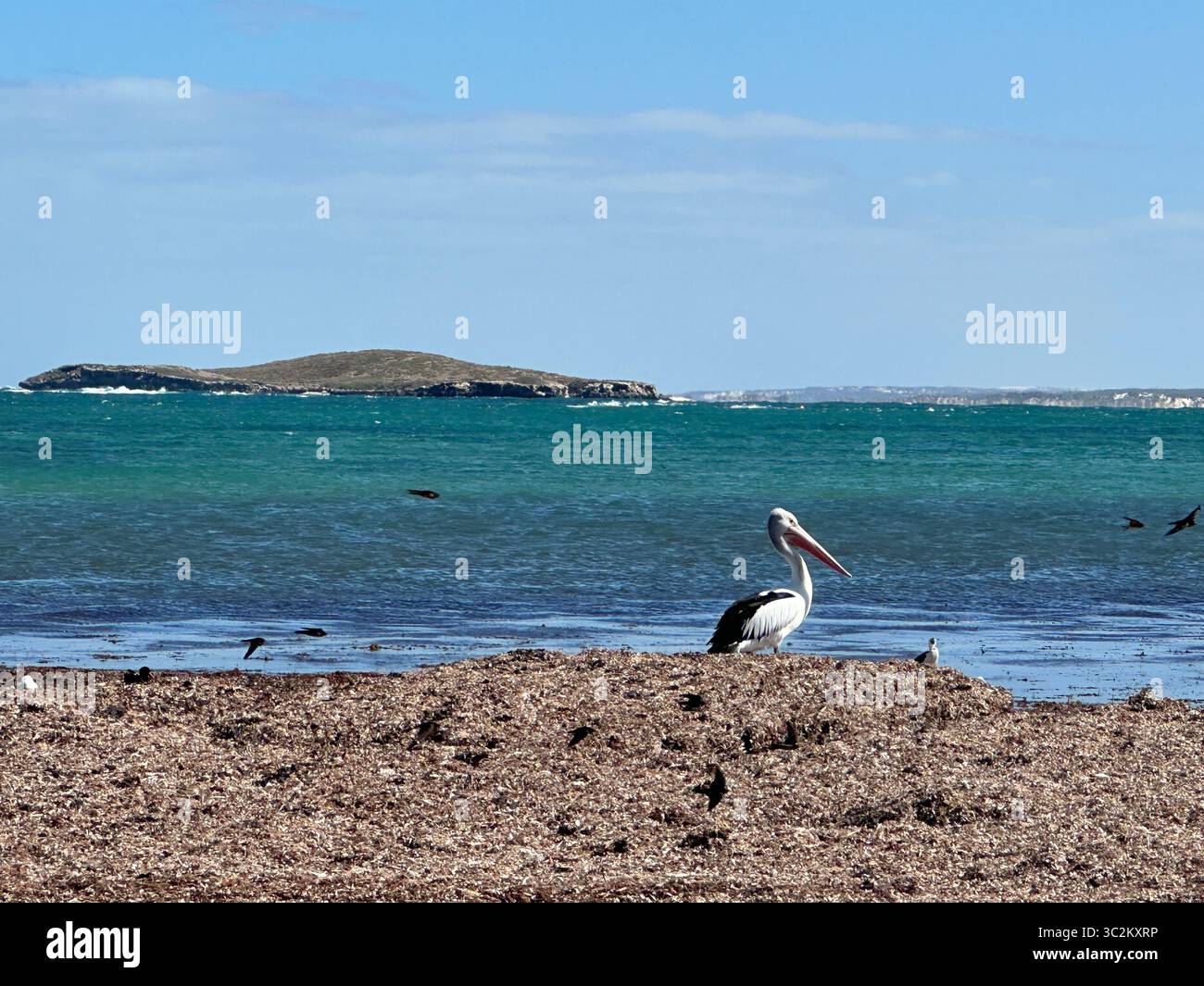 Pelican chillt am Strand in Australien Stockfoto