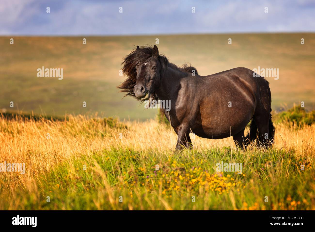Dartmoor pony Stockfoto