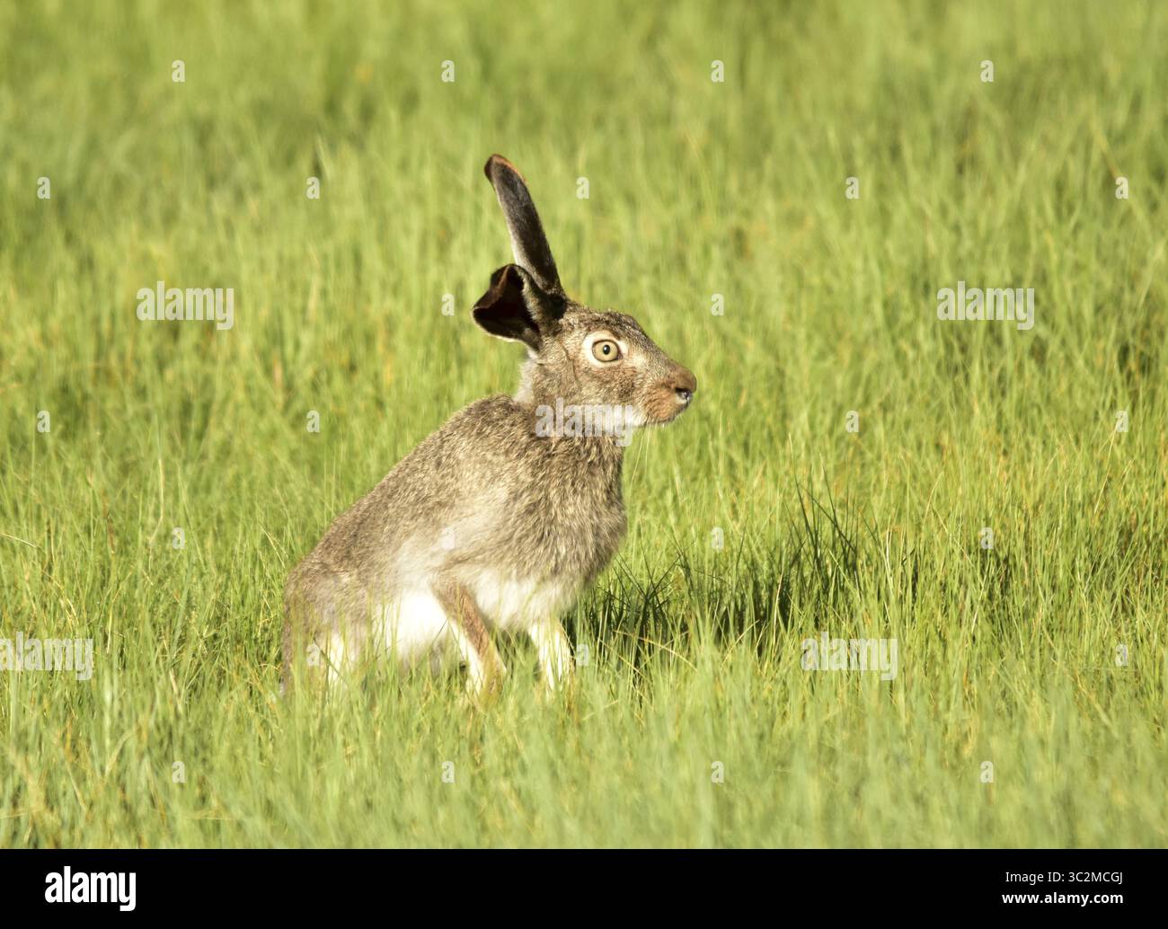 1. Juli 2019: Walden, CO, Vereinigte Staaten von Amerika: Ein Weißschwanz-Jackkaninchen im Grasland des Arapaho National Wildlife Refuge, 1. Juli 2019 in Walden, Colorado. (Bild: © Tom Koerner via ZUMA Wire) Stockfoto