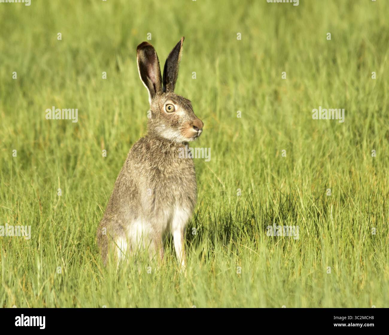 1. Juli 2019: Walden, CO, Vereinigte Staaten von Amerika: Ein Weißschwanz-Jackkaninchen im Grasland des Arapaho National Wildlife Refuge, 1. Juli 2019 in Walden, Colorado. (Bild: © Tom Koerner via ZUMA Wire) Stockfoto