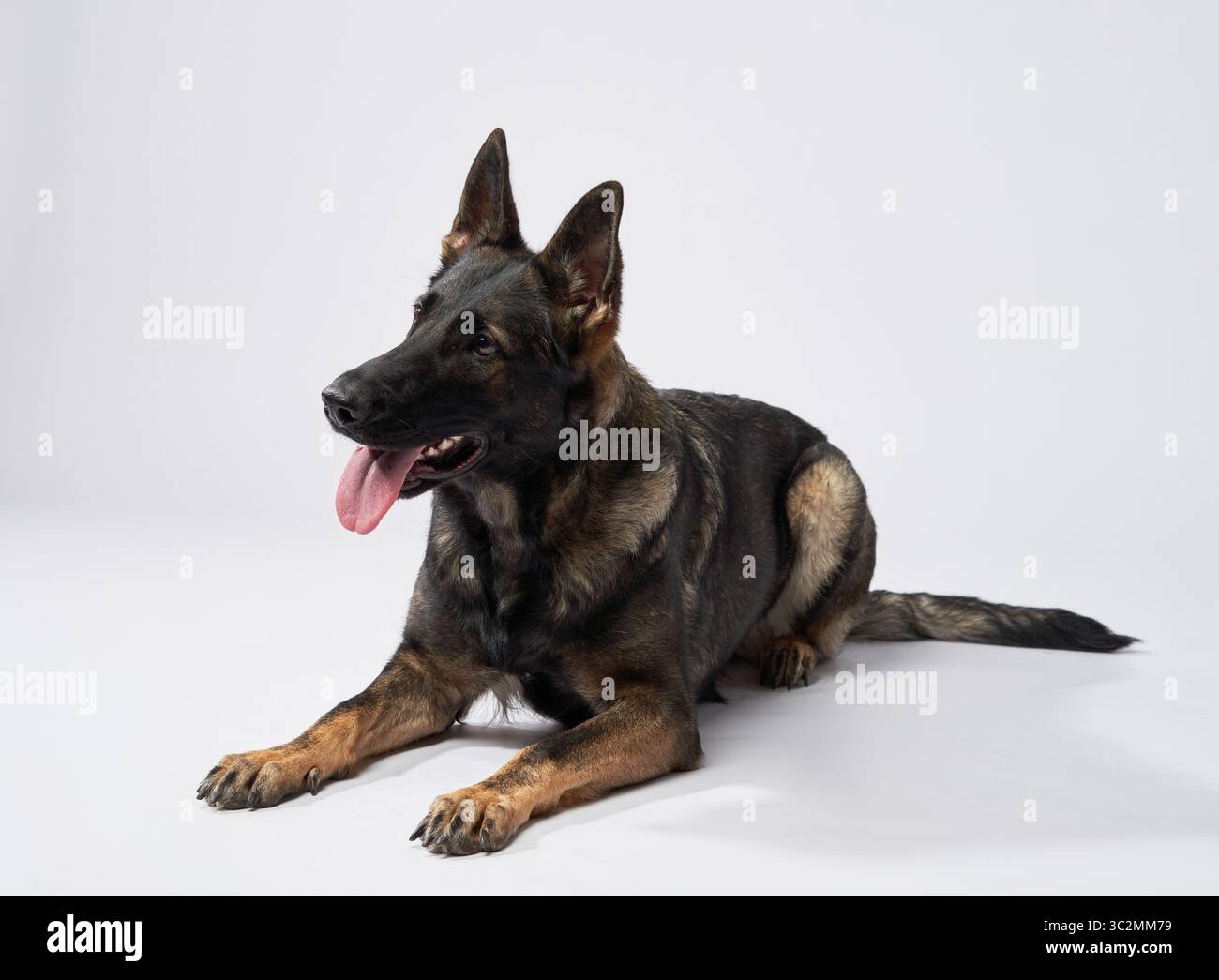 Ein Deutscher Schäferhund legt sich auf einen weißen Hintergrund, leicht mit ausgezogener Zunge. Seine entspannte Körpersprache steht im Kontrast zu seinem wachsamen Ausdruck Stockfoto