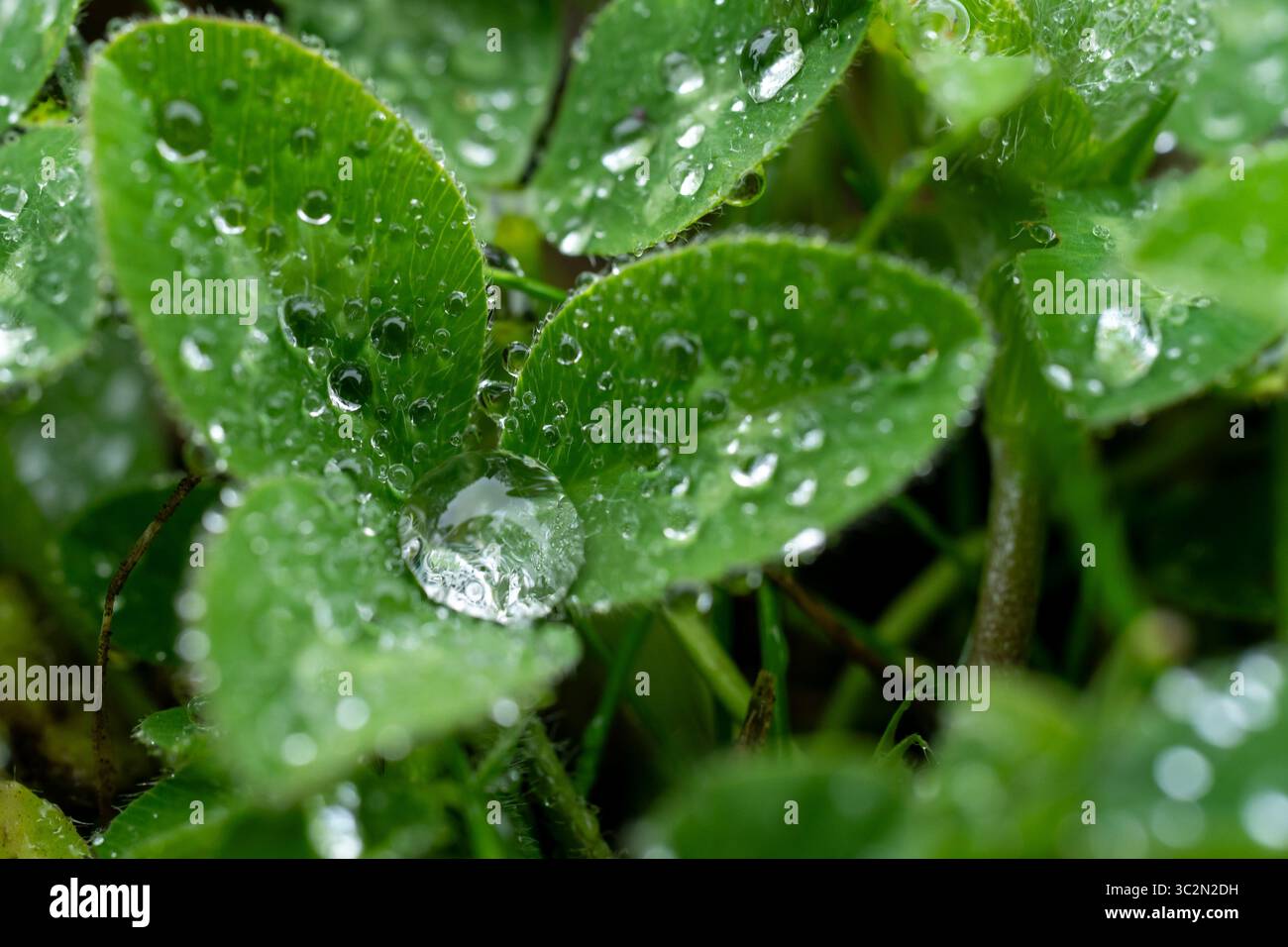Makro von Wassertropfen auf Kleeblättern Stockfoto