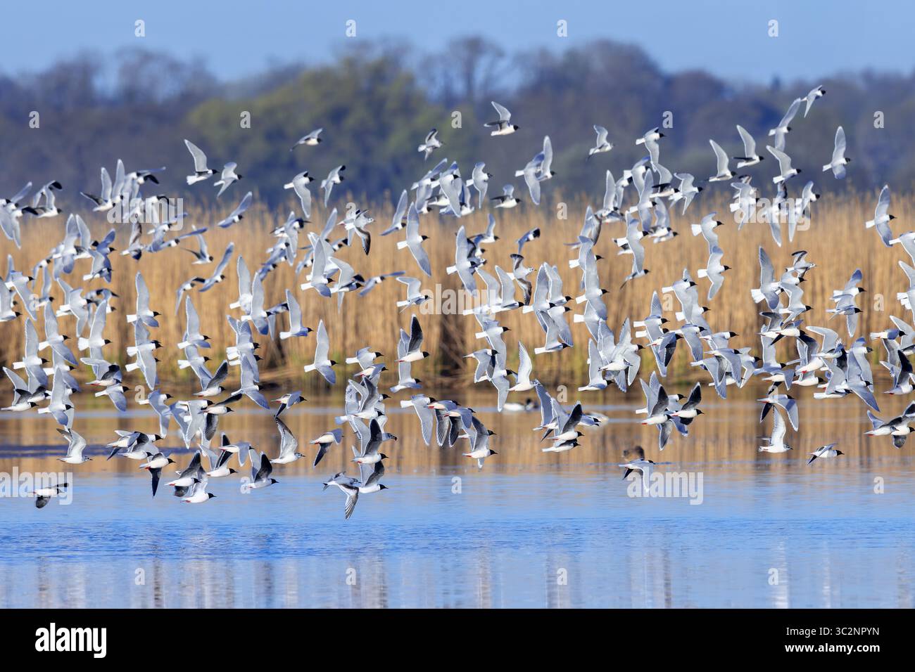 Riesenherde von Möwen (Hydrocoloeus minutus) im Zuchtgefieder, die im Frühjahr im Feuchtgebiet über Teich fliegen Stockfoto