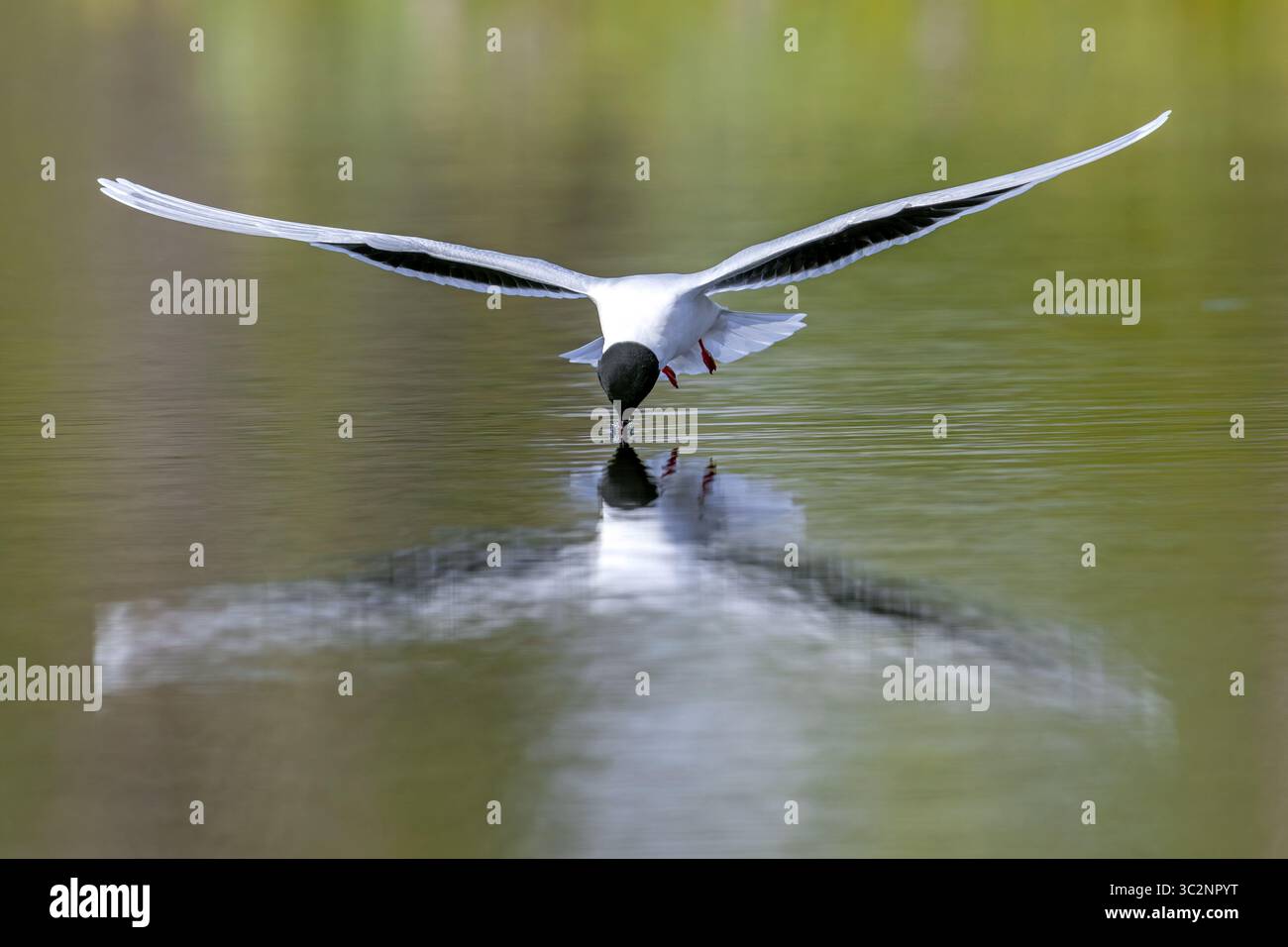 Jagd auf kleine Möwen (Hydrocoloeus minutus / Larus minutus), erwachsenes Sommergefieder im Flug, Insekten von der Wasseroberfläche des Teichs im Frühjahr Stockfoto
