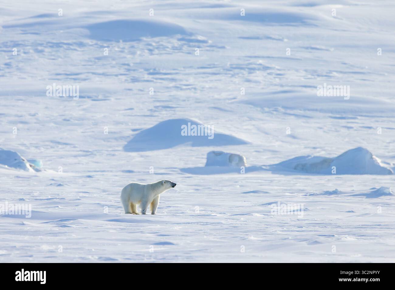 Einsamer Eisbär (Ursus maritimus) jagt im Frühjahr in Spitzbergen, Norwegen auf der Schneebase entlang der Svalbarder Küste Stockfoto