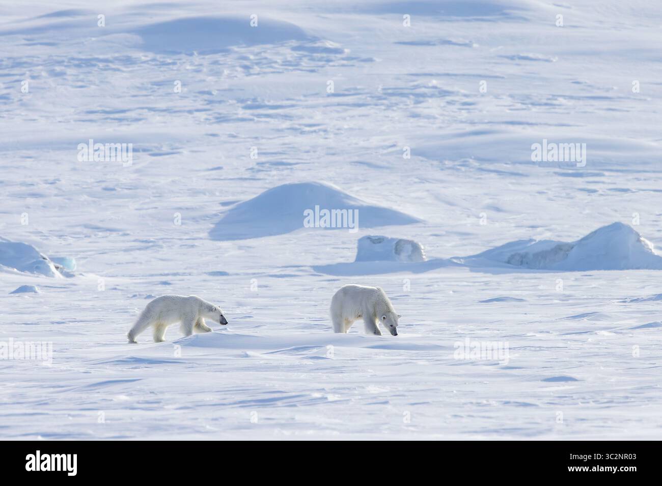 Eisbärin (Ursus maritimus), die im Frühjahr mit einem Jungtier auf der Schneeebene entlang der Svalbard-Küste in Spitzbergen, Norwegen, auf der Suche ist Stockfoto