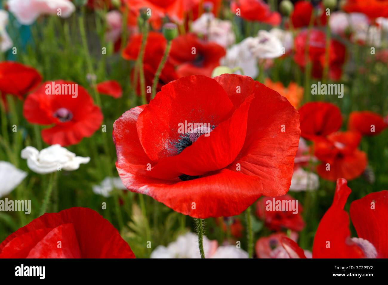 Rote und weiße Mohnblumen (Papaver rhoeas), die in einem Garten wachsen Stockfoto