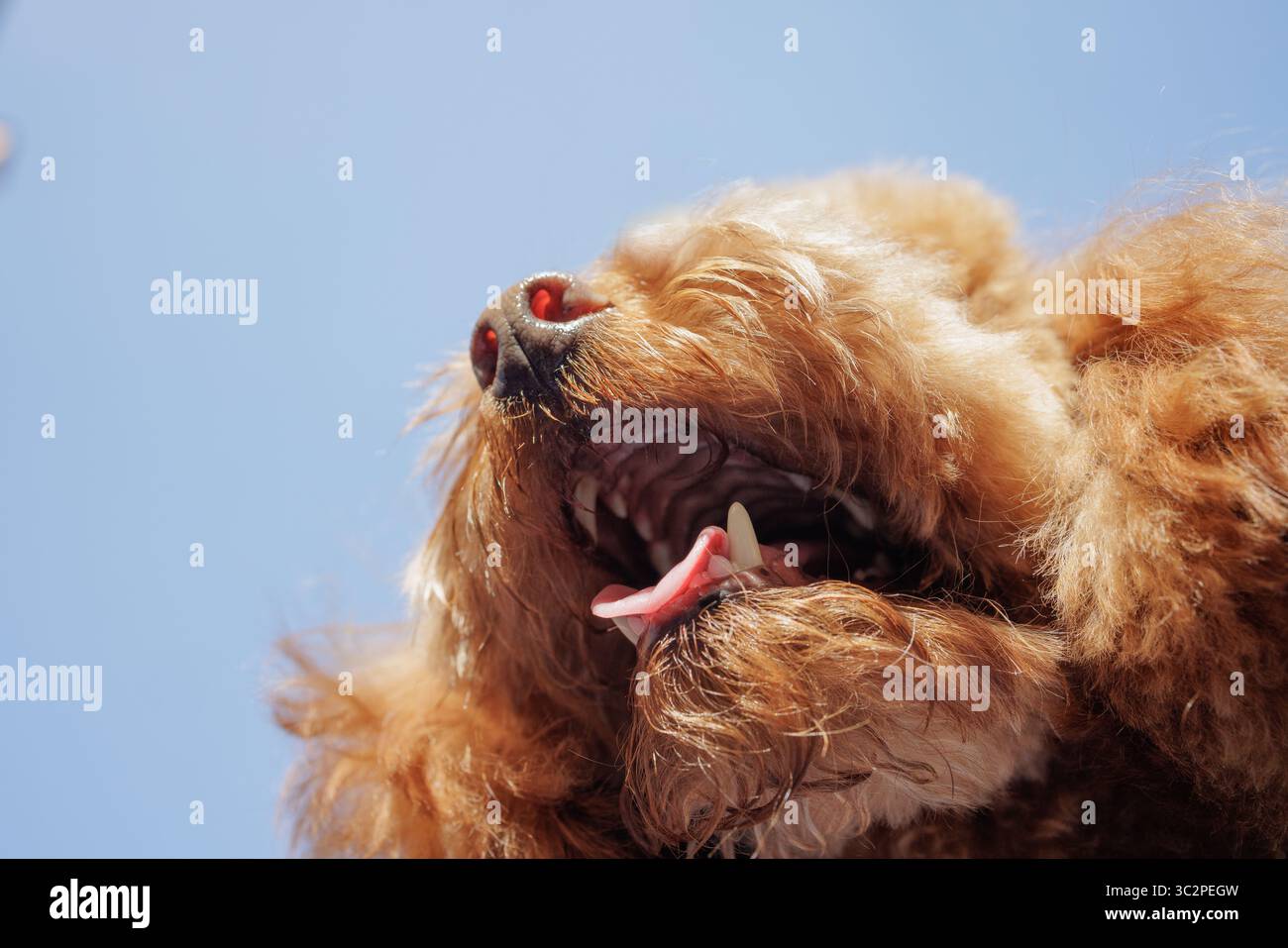 Verspielte Nahaufnahme eines fröhlichen Pudels mit Zunge unter dem Sommerhimmel, der die Liebe zu Tieren und den Spaß beim Spazieren mit Hunden zeigt Stockfoto