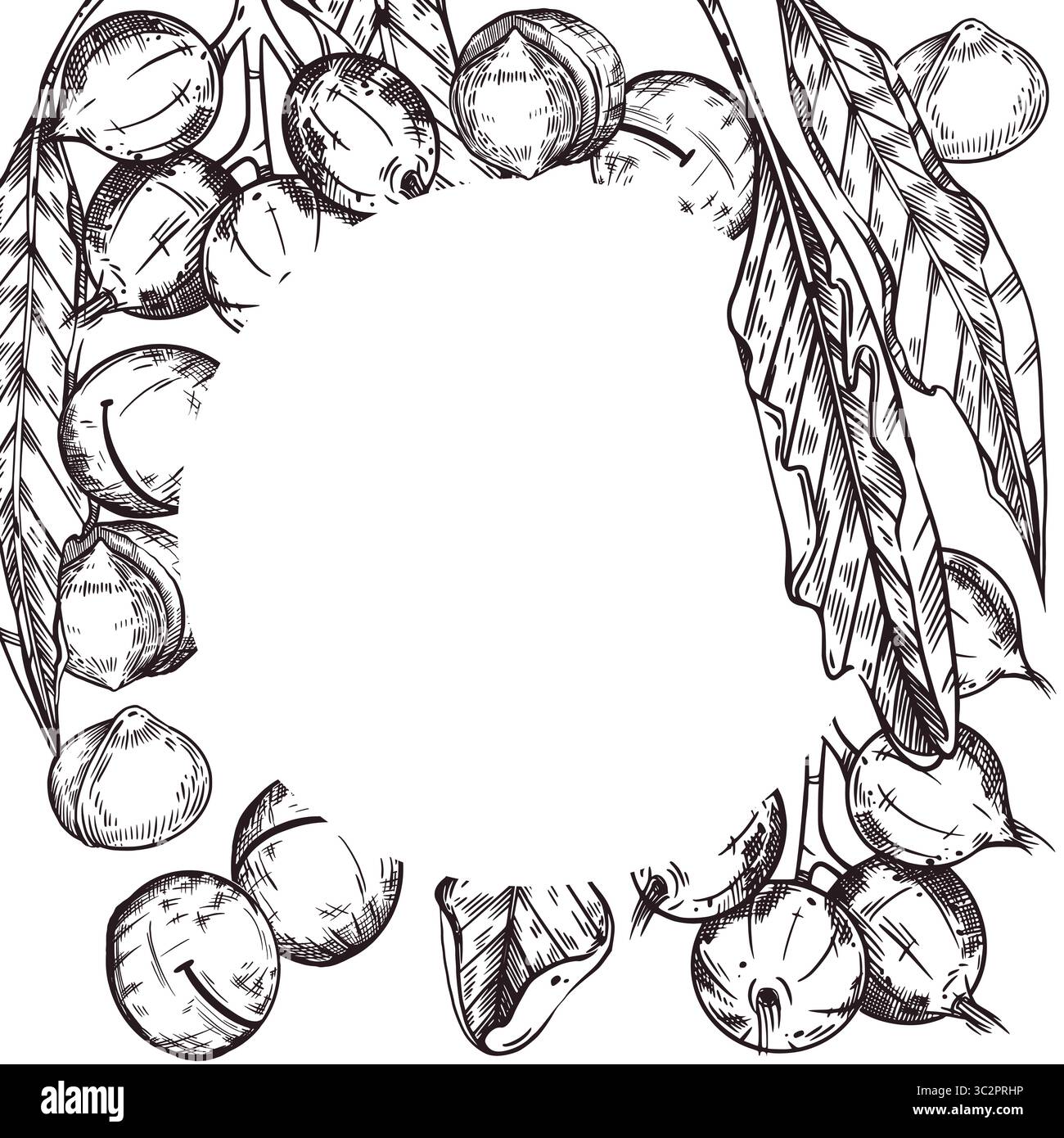 Vektor-Illustration eines Rahmens mit Macadamia-Nüssen, Blätter eines Macadamia-Baumes, Macadamia-Nüsse auf einem Zweig. Alle Objekte werden mit Tinte handgezeichnet. Für Stock Vektor