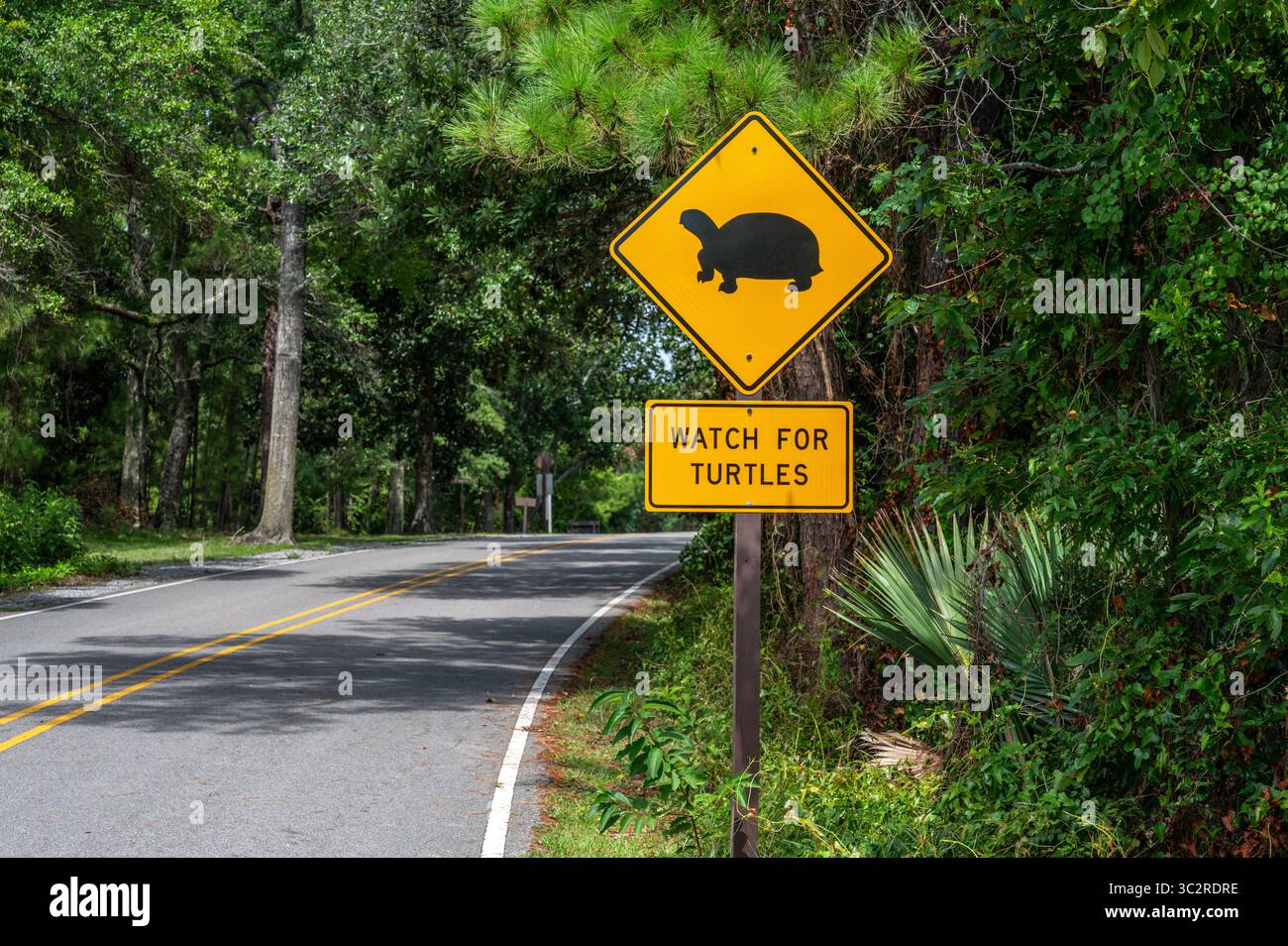 Halten Sie Ausschau nach Schildkröten in Davis Bayou, Gulf Islands National Seashore, Mississippi Gulf Coast, USA. Stockfoto