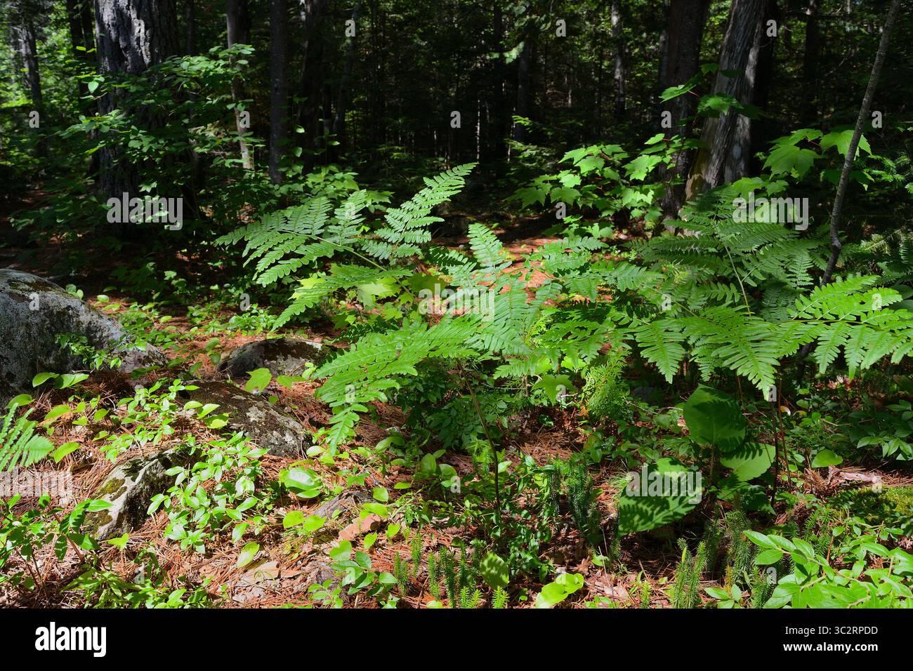 Eine detaillierte Ansicht von Farnen und verschiedenen Pflanzen, die auf einem sonnendurchfluteten Waldboden wachsen Stockfoto